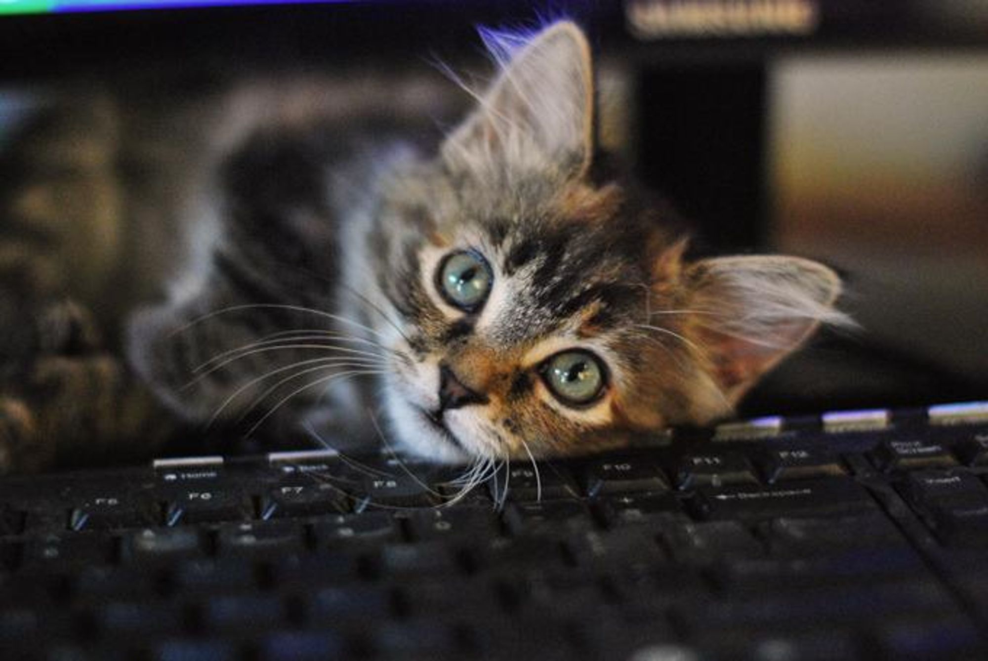 A cat with brown tabby markings looks directly at the camera with its head resting on a black computer keyboard.  The cat has green eyes.  The keyboard is in focus and the cat is slightly out of focus.