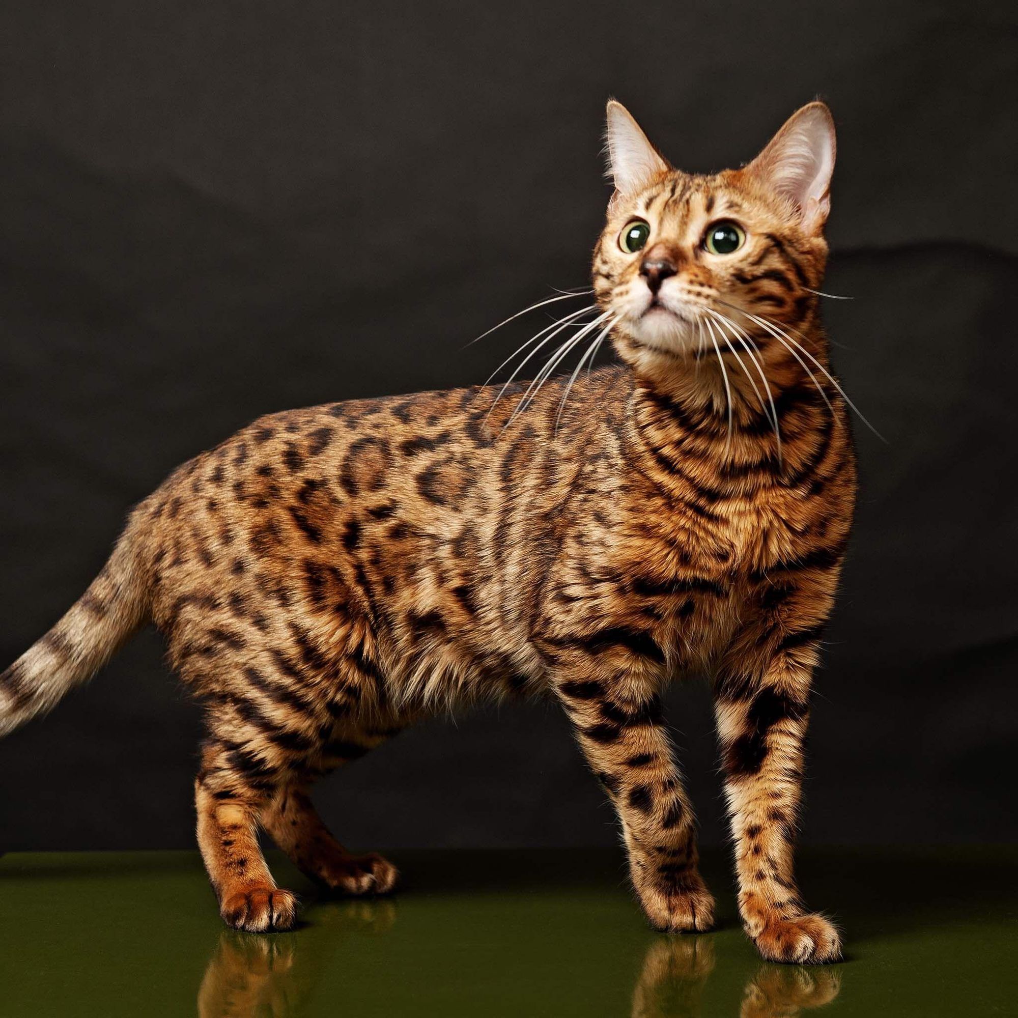 A brown tabby cat with green eyes stands on a dark green surface, looking up with a surprised expression. The cat has a long tail and is facing the left of the image. The background is black.