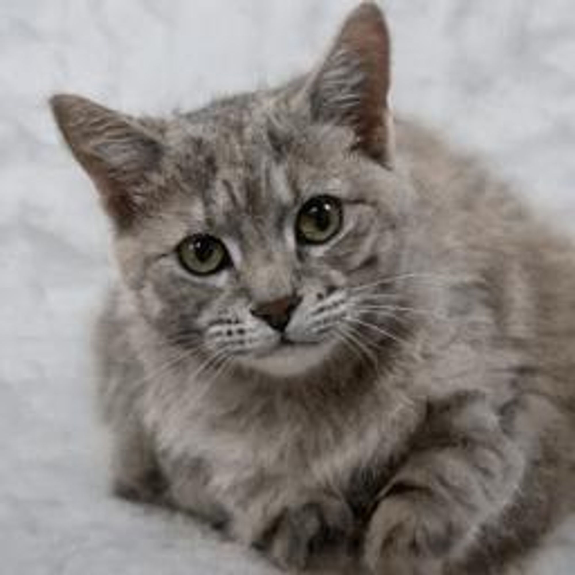 A photo of a grey tabby cat looking directly at the camera with wide, bright green eyes. It's laying on a white fuzzy blanket.