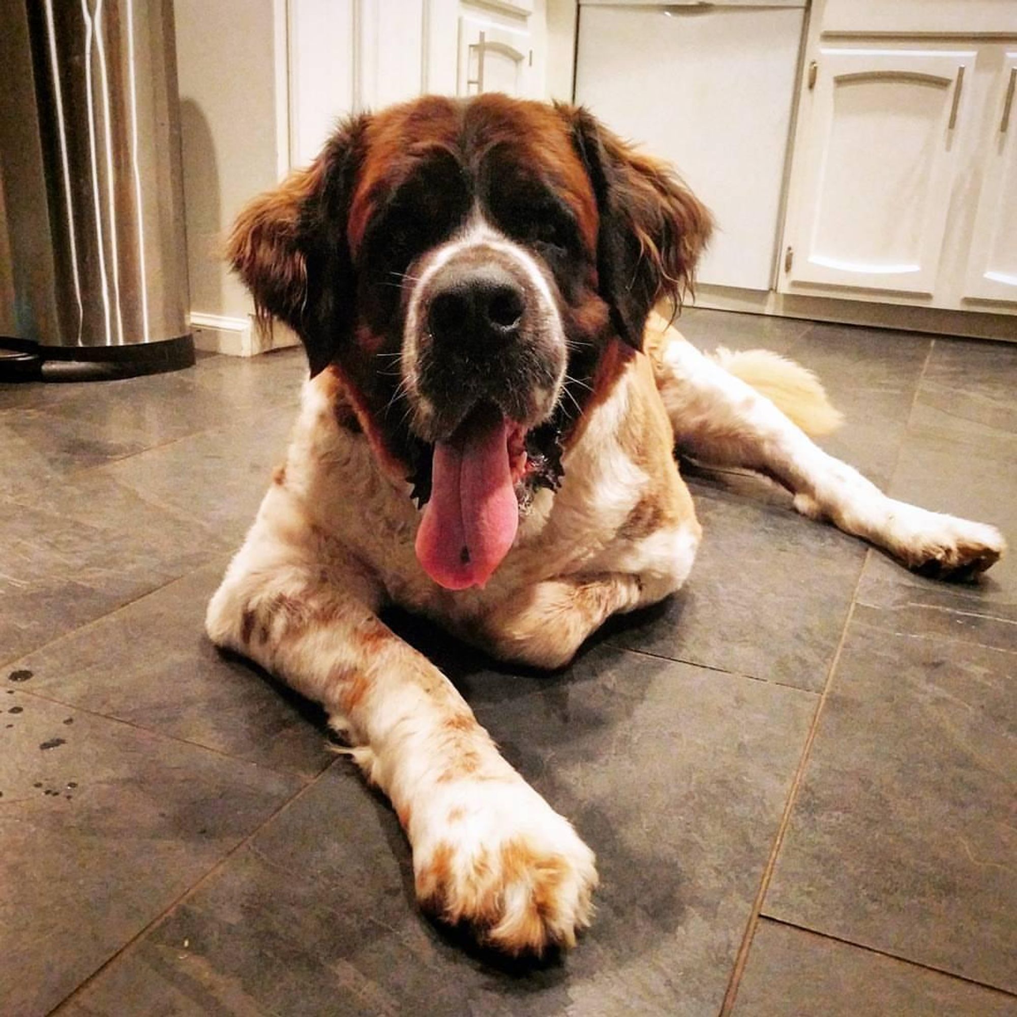 A large brown and white dog lays on a dark tiled floor, looking up with its tongue hanging out and a relaxed expression. It has brown eyes and white fur around its muzzle. It is laying on its stomach with its forelegs outstretched.