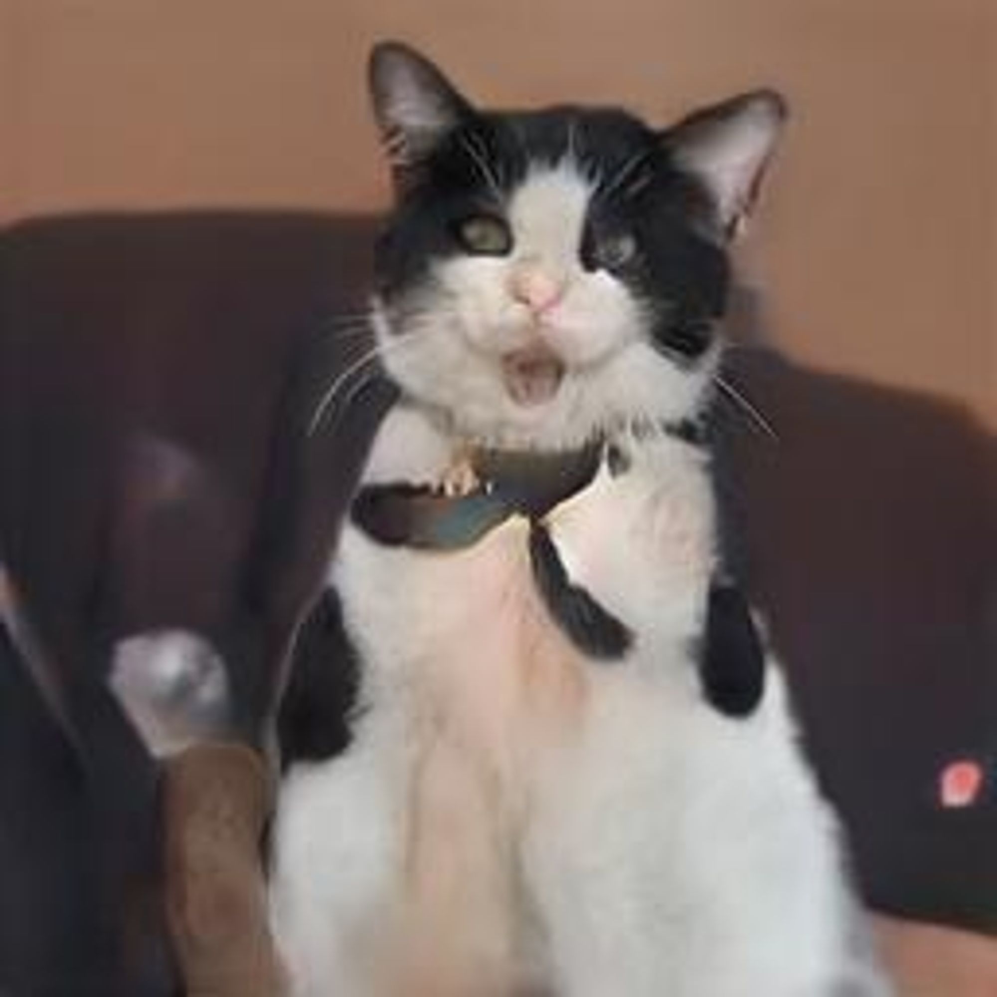 A black and white cat is sitting on a chair with its mouth open in a large yawn. It is wearing a gold collar with a blue butterfly charm. The cat's expression is one of sleepiness and contentment.