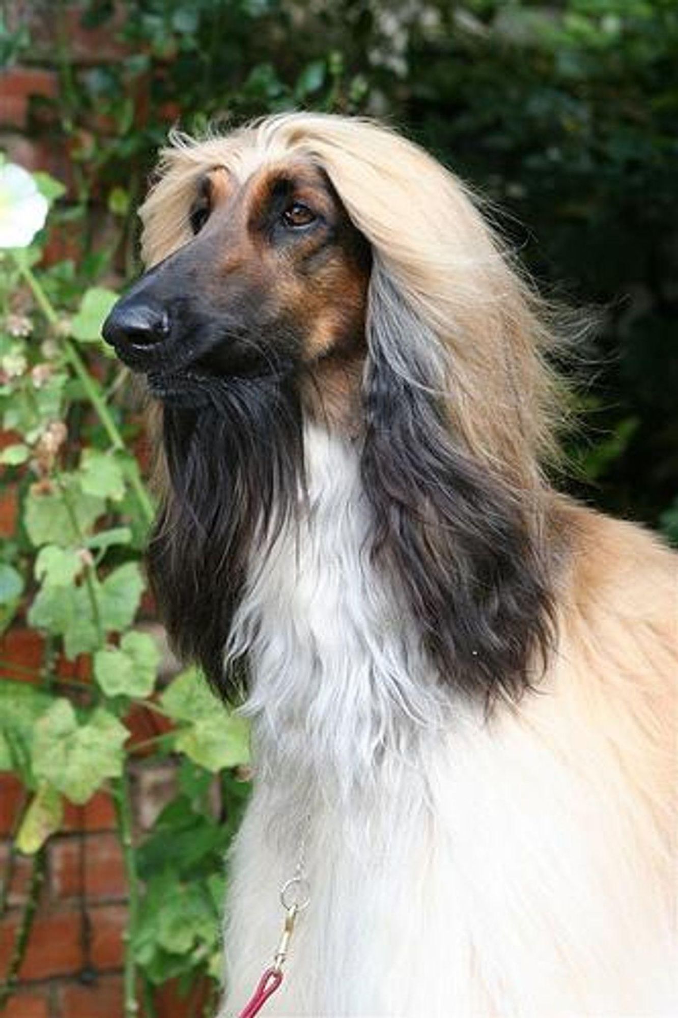 A close-up photo of an Afghan Hound with long, flowing hair. The dog is light brown with black highlights and a white chest. The dog is looking to the left. The background is out of focus and shows green foliage and a red brick wall.