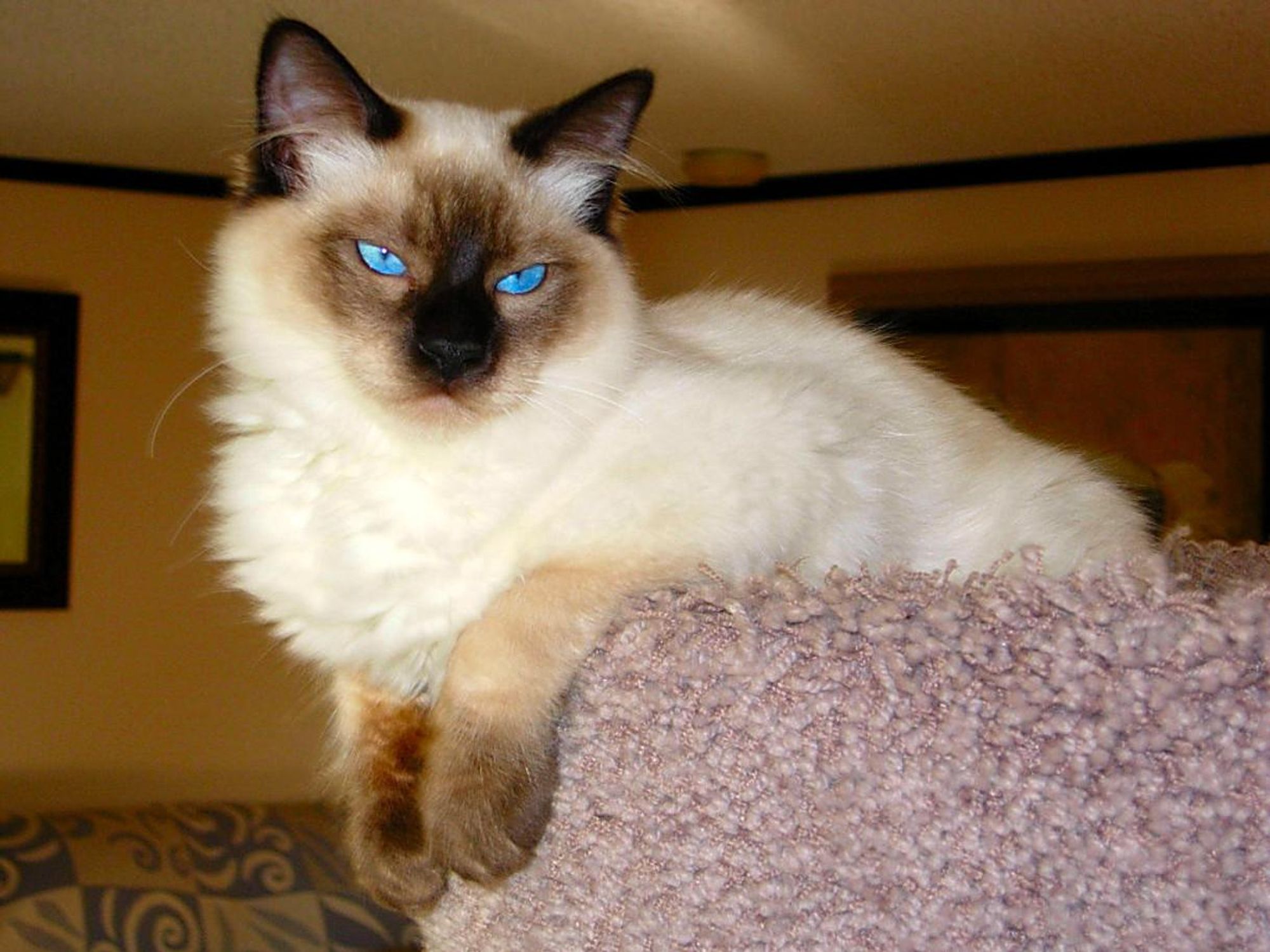 A white cat with blue eyes sits on a brown fuzzy surface and stares intensely at the camera. 

#cat #catsofbluesky #judging #catlover #feline #cute #funny #animals #pet