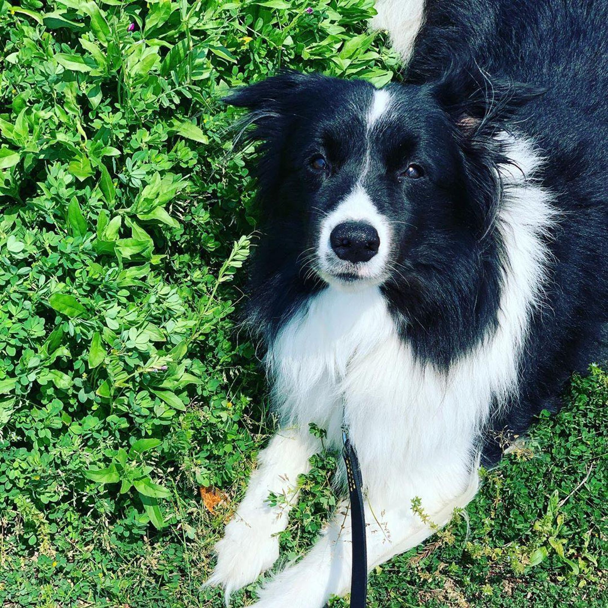 A black and white Border Collie dog is sitting in green grass. The dog is looking directly at the camera with a serious expression, it is on a black leash.  
#dog #bordercollie #puppylove #handsomepup #goodboy #dogsofinstagram