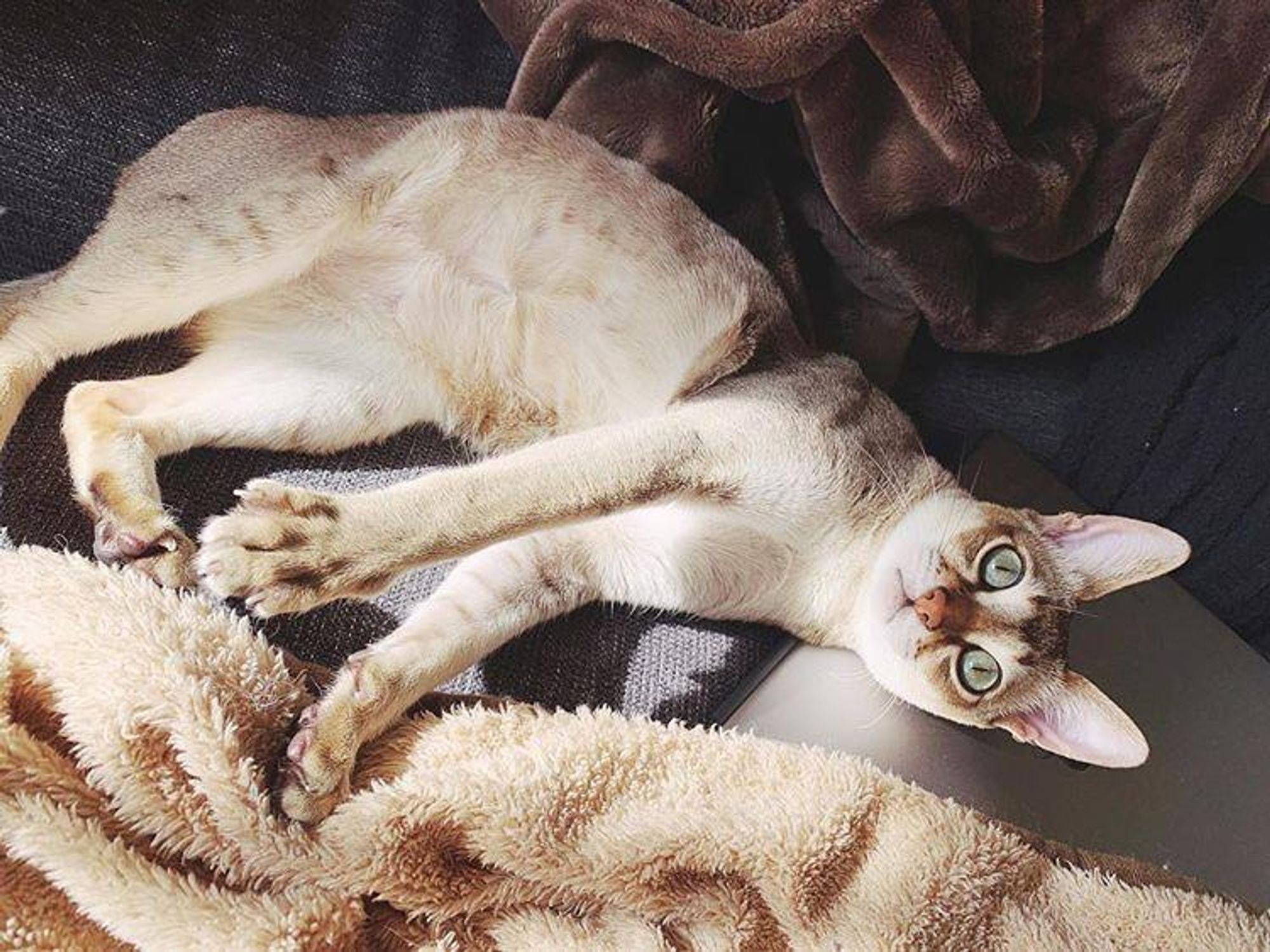 A cat with large green eyes, light brown fur, and a white chest lays on a fuzzy brown blanket and looks directly at the camera. The cat is sprawled out on its side, with its front paws folded neatly under its chin. 

#catsofbluesky #catlife #funnycats #cutecats #instacat #catsofinstagram #petlife #petsofbluesky #catlover #cats