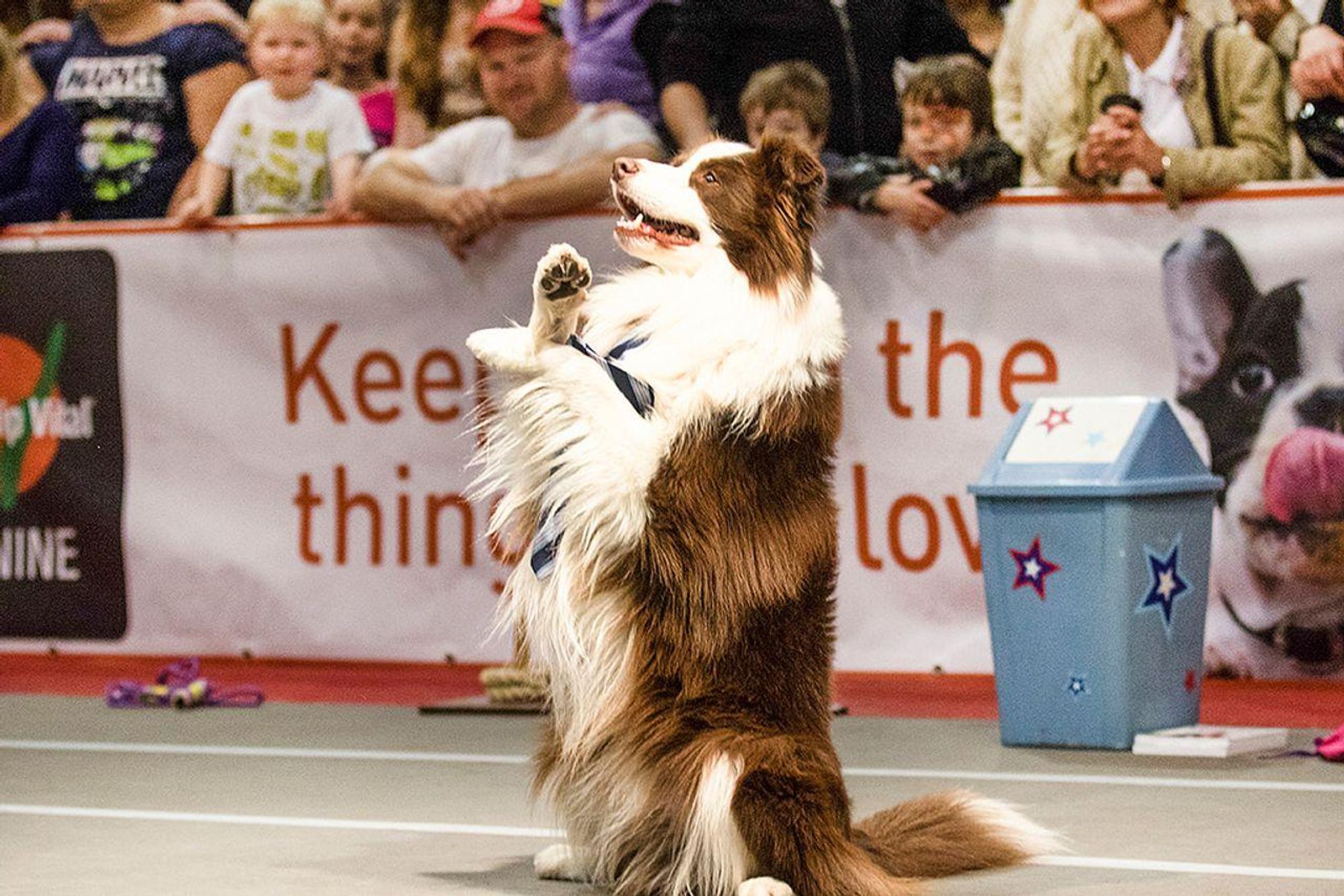 A brown and white dog stands on its hind legs with its paws in the air, looking towards the camera with its tongue sticking out. The dog is in front of a banner that reads "Keep the thing low" with a trash can in the background.