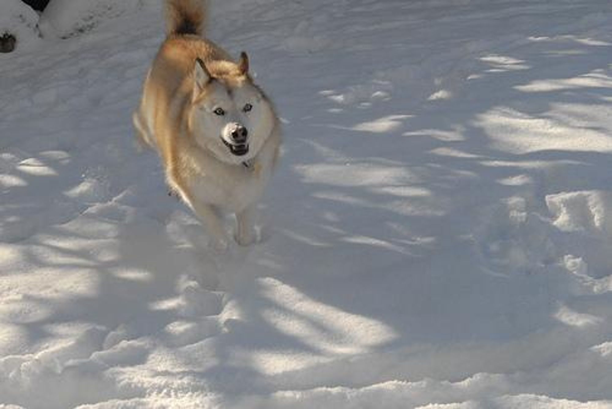 A white and brown husky dog is running in the snow, with its tongue out and a happy expression on its face.