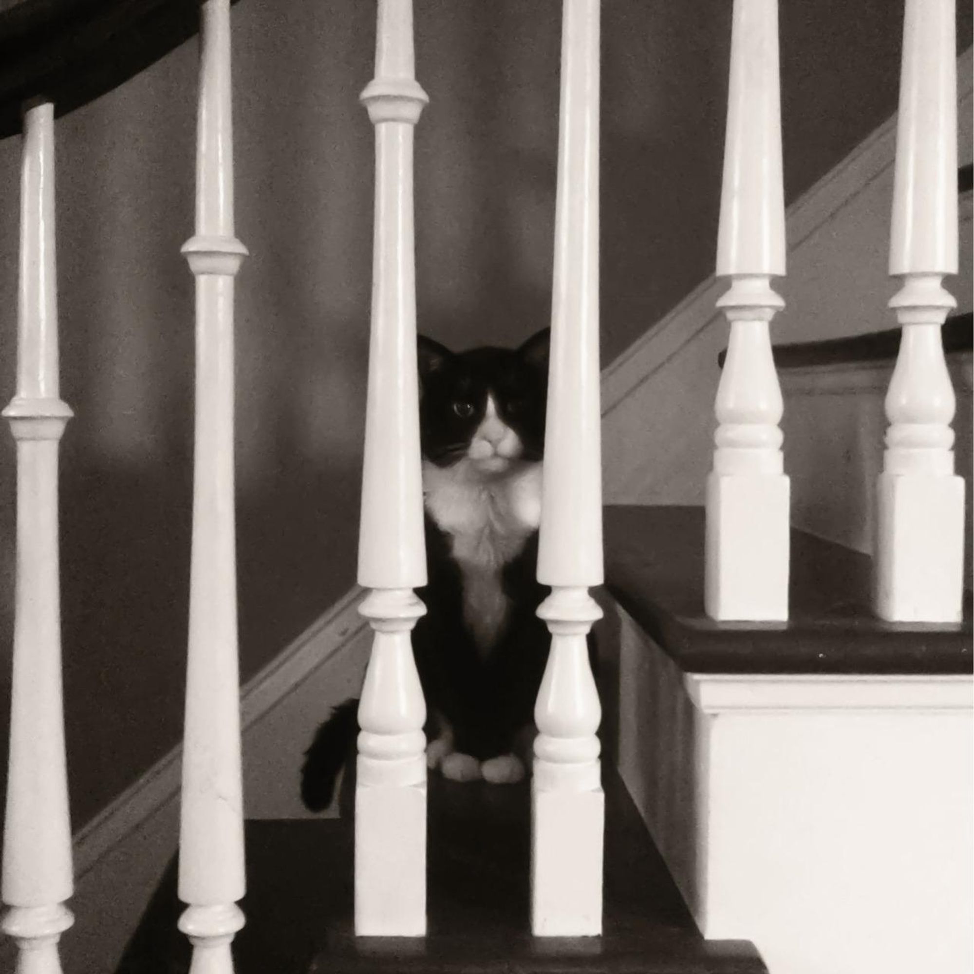 A black and white cat is sitting on stairs with white railings, looking at the camera through the railing. The cat has a white patch on its chest.