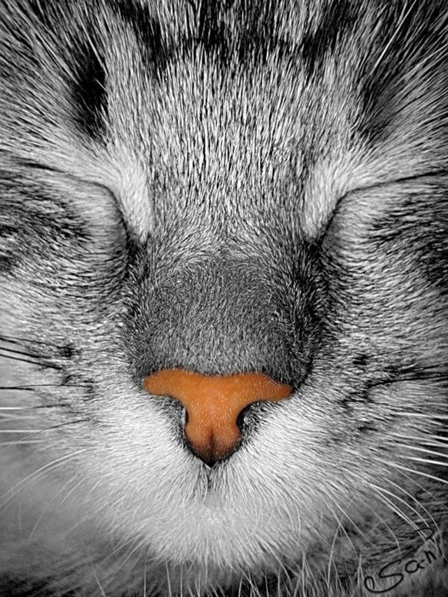 Close-up of a cat's face, with their eyes closed and a pink nose. The cat's whiskers are visible. The image is in black and white, except for the cat's nose which is a bright orange.