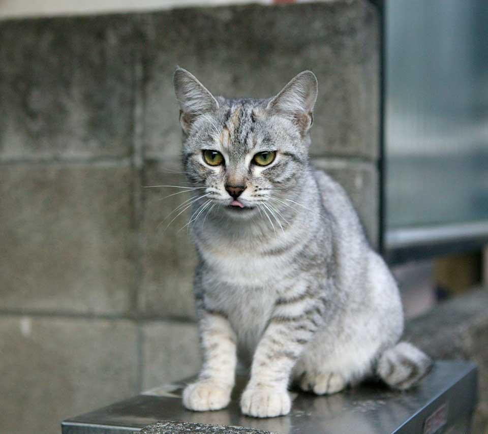 A grey tabby cat with green eyes sits on a metal surface, looking directly at the camera with its tongue slightly sticking out.  The cat is sitting in front of a concrete wall.