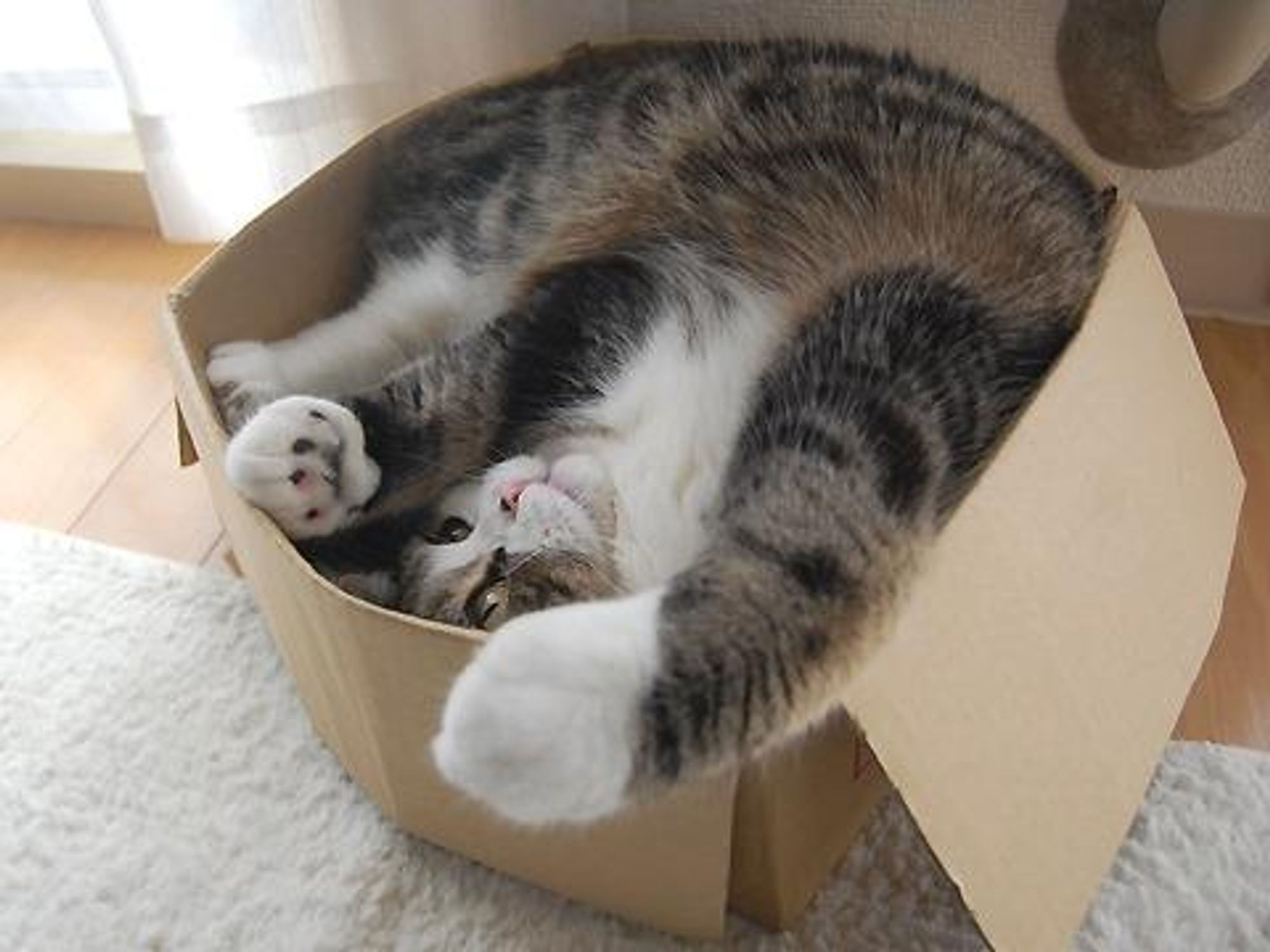 A cat with black and white fur is curled up inside a cardboard box, its head sticking out. It looks happy and relaxed.