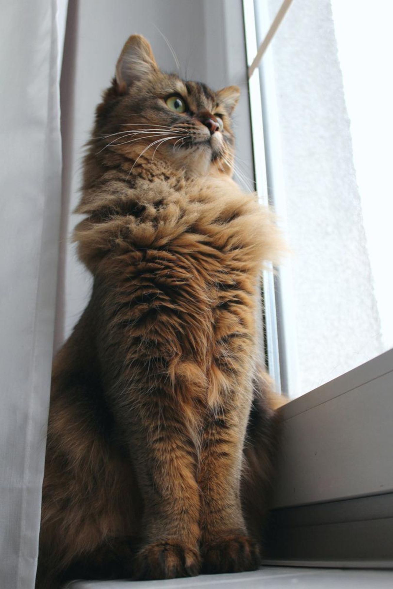 A brown tabby cat with green eyes is sitting by a window looking out with a curious expression. The cat's fur is fluffy and long. It's sitting on a white windowsill with a white curtain in the background.