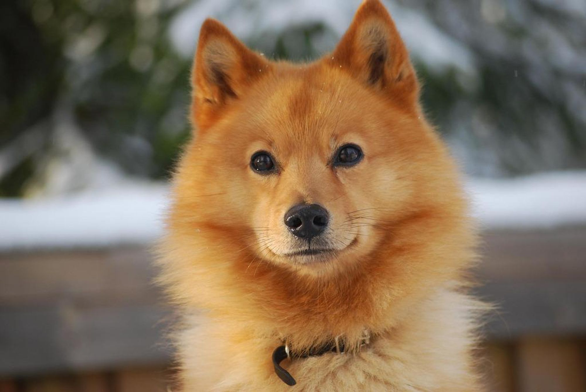 A close-up photo of a Finnish Spitz dog. The dog has a long, orange and white coat and is looking directly at the camera.  The dog is standing in front of a blurred background of trees and snow.