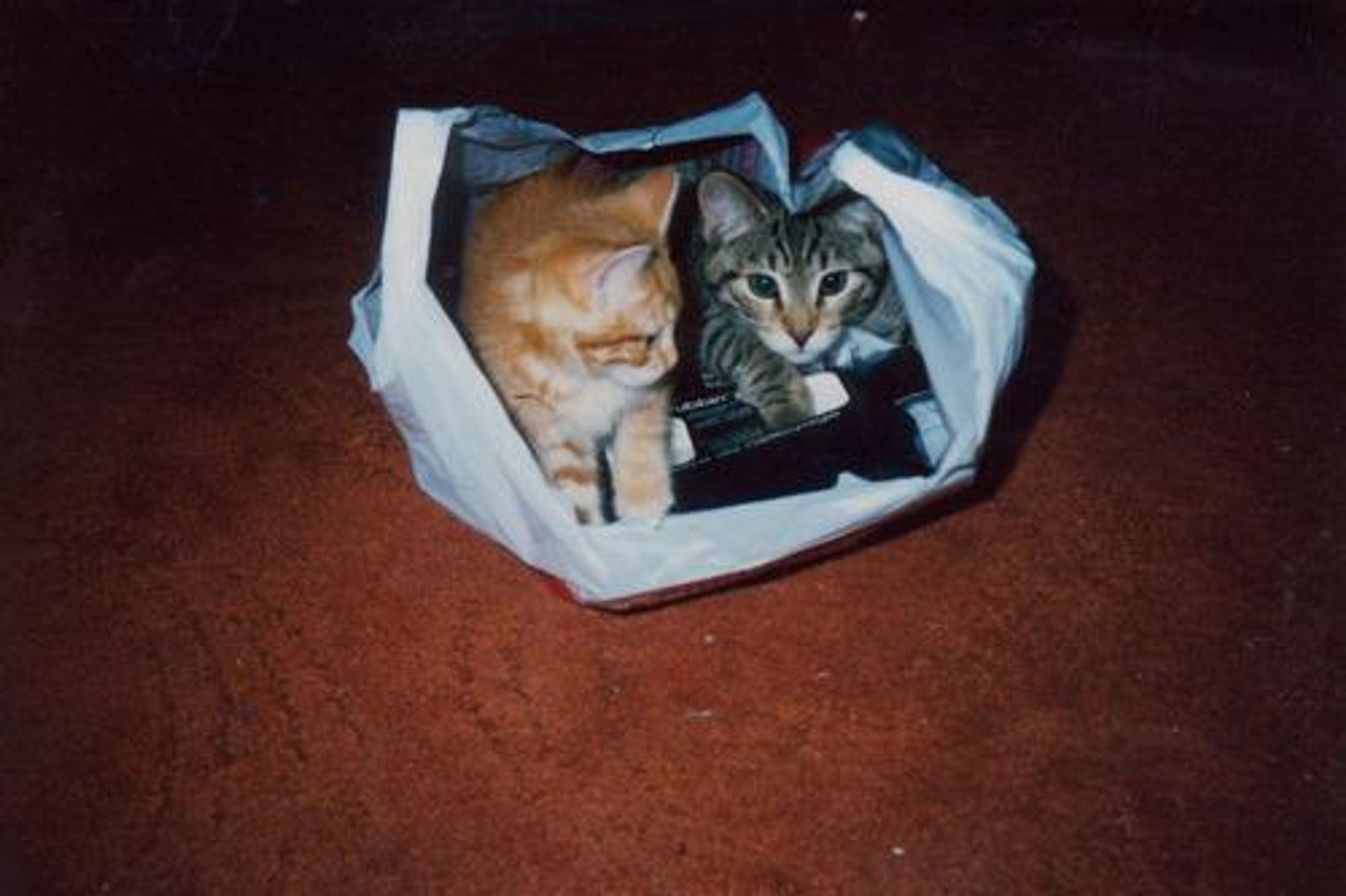 Two cats sit in a plastic bag, one orange tabby cat on the right and a grey tabby cat on the left, with both of them peering out.