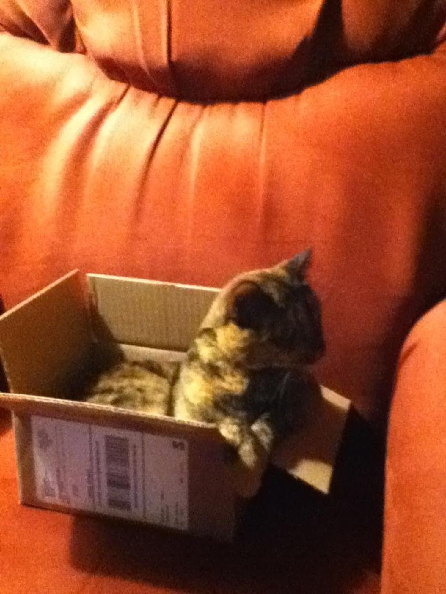 A brown tabby cat is sitting in a cardboard box on a brown leather couch. It is looking to the right side of the photo and its tail is tucked under its body. The box has a shipping label on it.