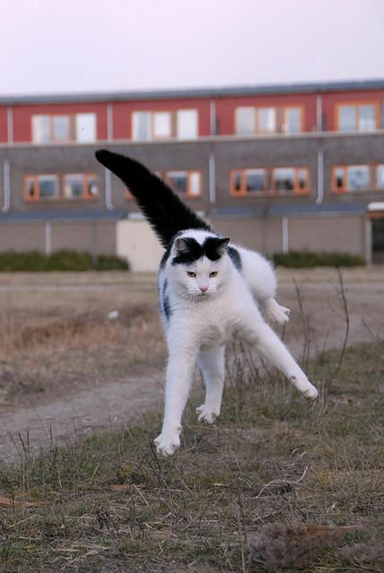 A black and white cat leaping in mid-air with its tail extended behind it. It is in front of a blurry image of a house.