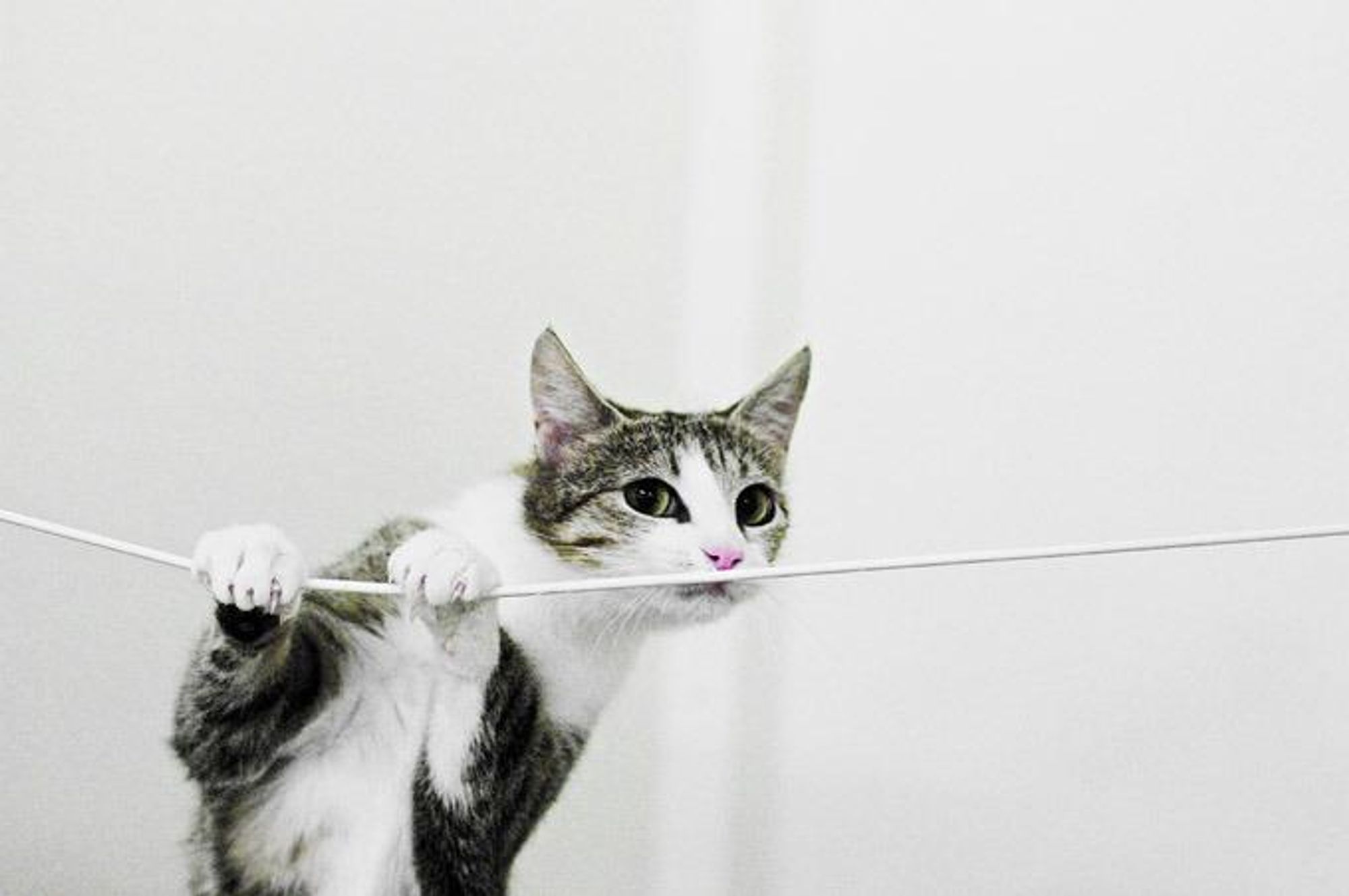 A cat with grey and white fur is hanging from a white string, looking over the edge of a white surface with its nose twitching.  The cat has green eyes and a pink nose.  Its front paws are grasping the string with a few claws showing.