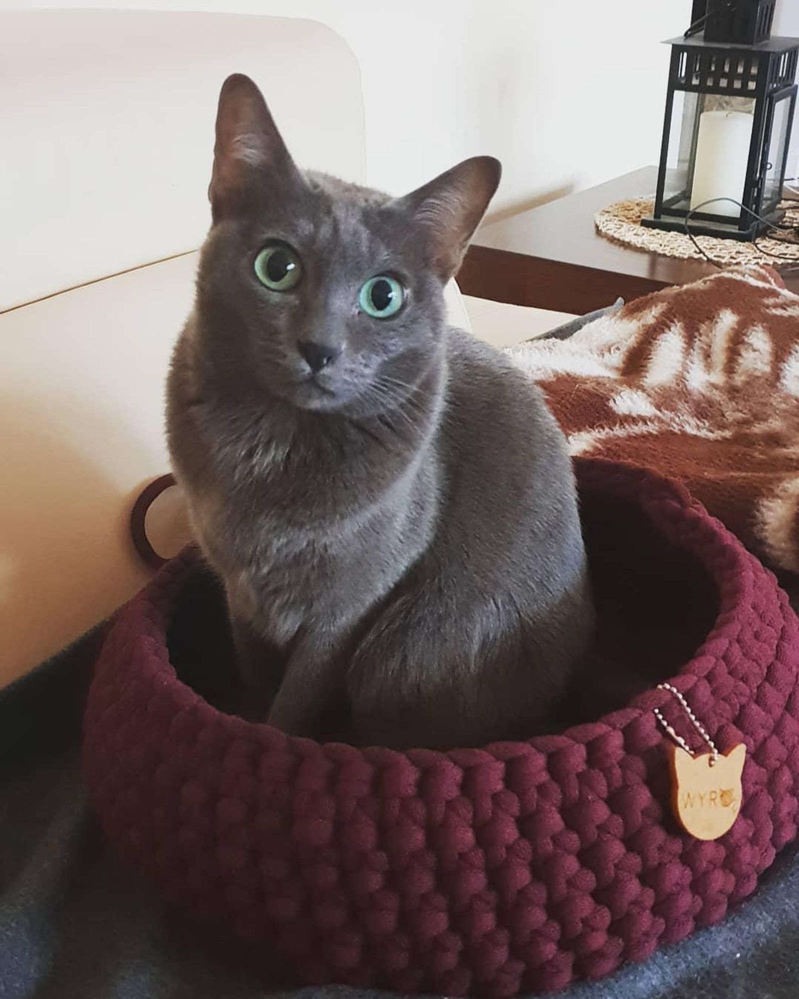 A grey cat with green eyes sits in a burgundy crocheted cat bed. The cat is looking at the camera and the cat bed has a wooden tag with the word "MYRO" carved into it. The bed is sitting on a brown blanket.