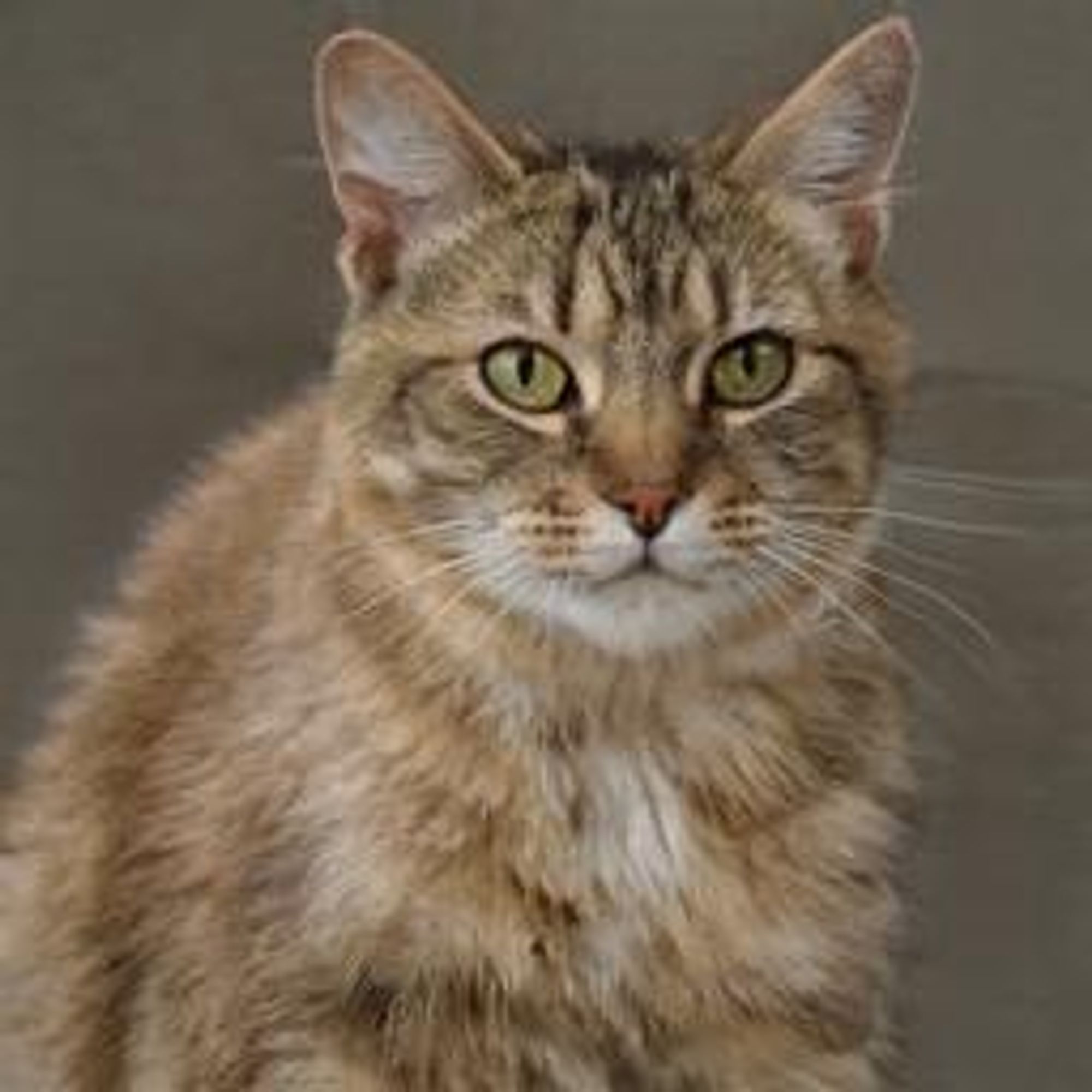 A digital painting of a tabby cat looking directly at the viewer with a stern expression, as if judging them. The cat has green eyes, brown and black stripes, and a white patch on its chest.