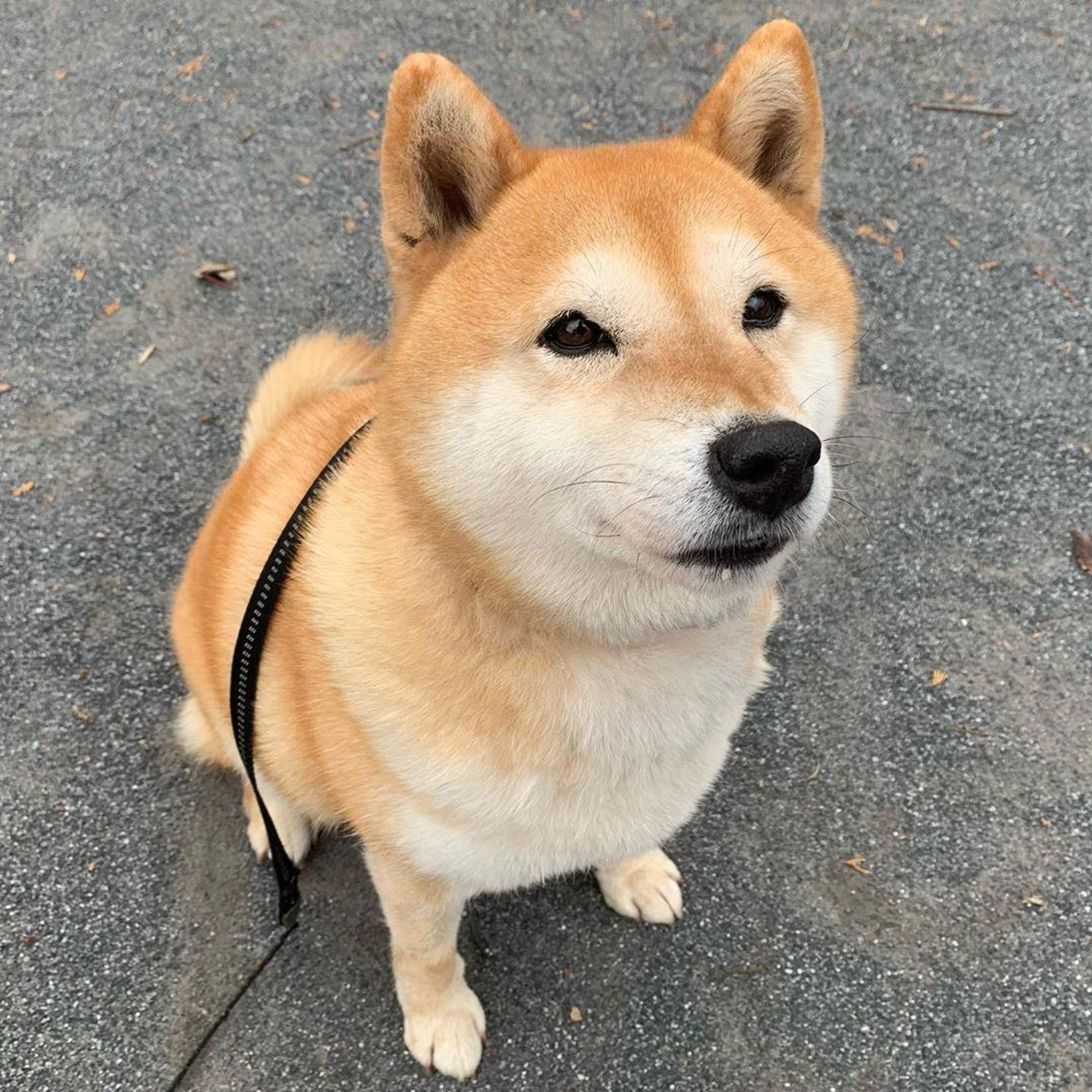 A Shiba Inu dog sitting on a gray ground, looking directly at the camera with a big, fluffy tail. The dog has a black leash around its neck and is wearing a white collar.  The dog has a very cute expression on its face.