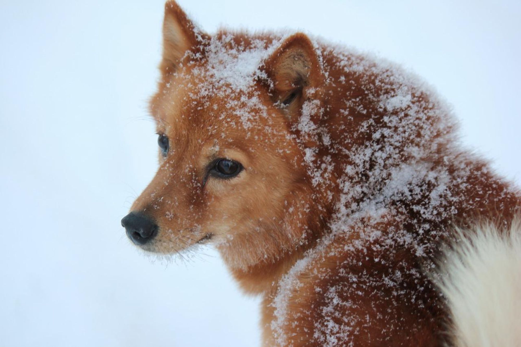 A Finnish Lapphund dog with brown and white fur stands in the snow. Snowflakes are falling, and the dog looks off to the side with a slight smile. The dog's fur is covered in snow.