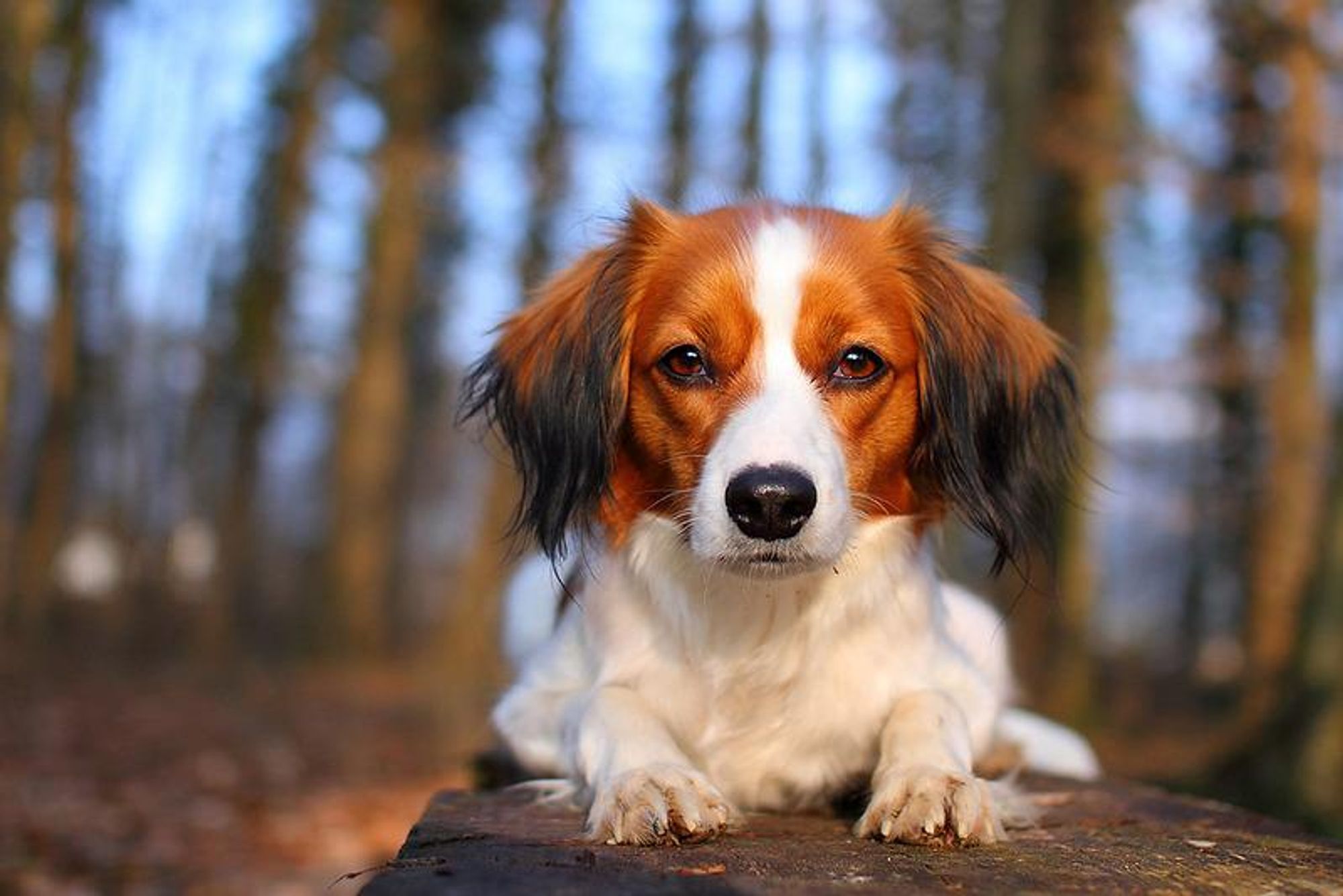 A small, brown and white dog with black ears lies on a log. The dog has a serious expression on its face as it stares at the camera. It is in a forest setting.