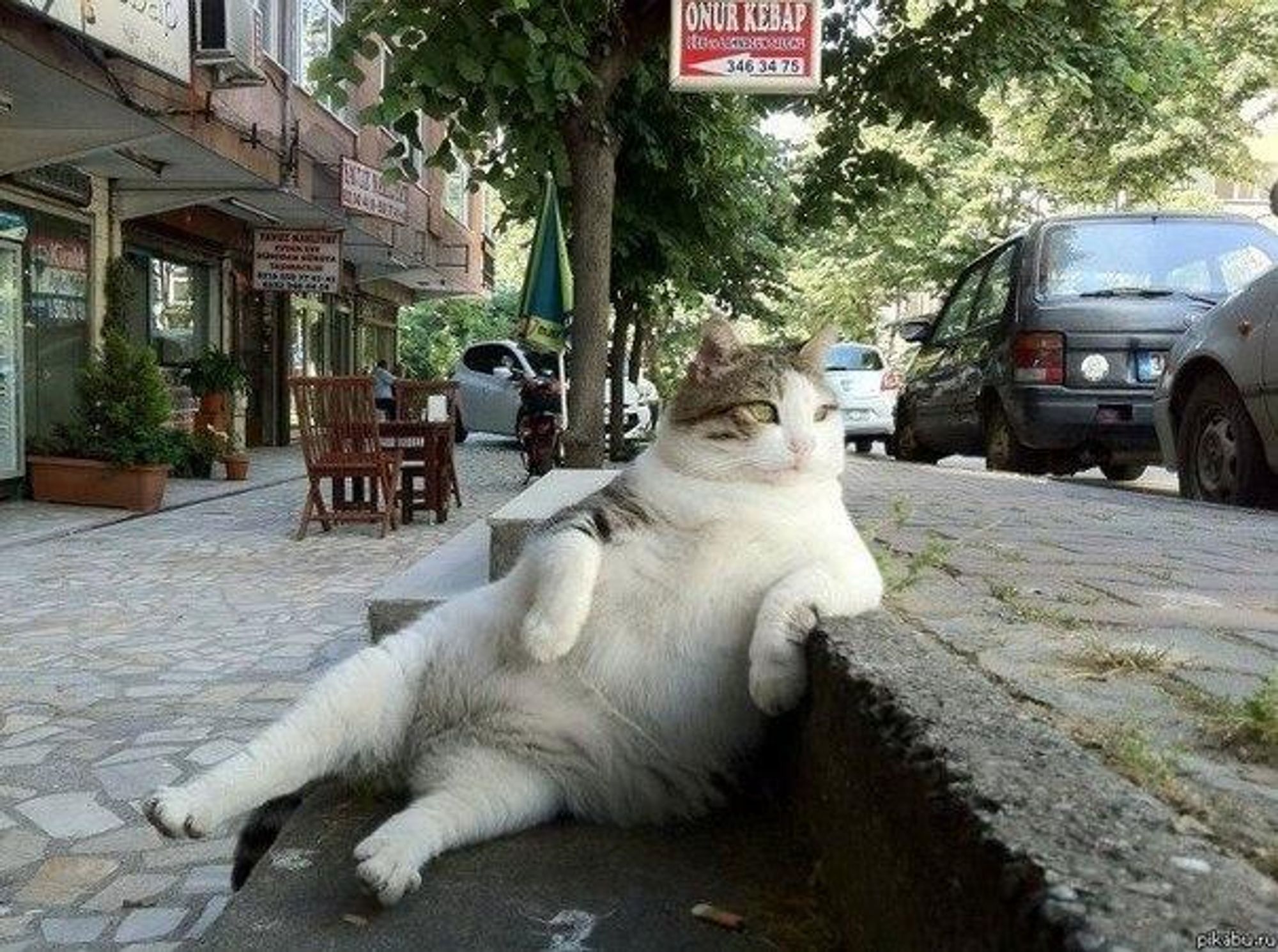 A fluffy white and gray cat is laying on a curb, looking cool and relaxed. The cat has its front paws resting on the curb and its back legs stretched out behind it. There are buildings and a car in the background.