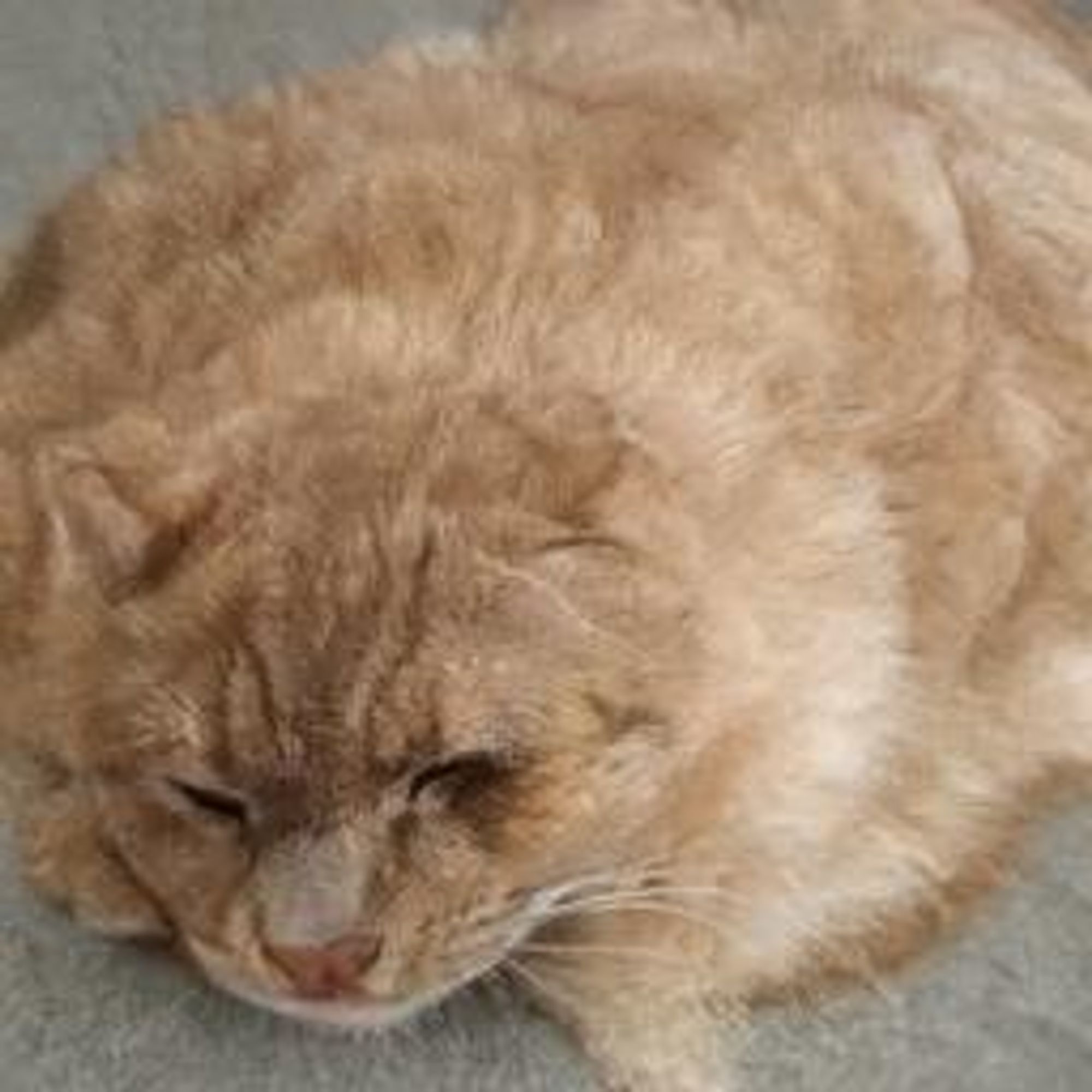 A close-up image of a chubby, light-colored cat with closed eyes, laying down on a grey surface. The cat's belly is puffed out and its fur is a soft, light brown color.