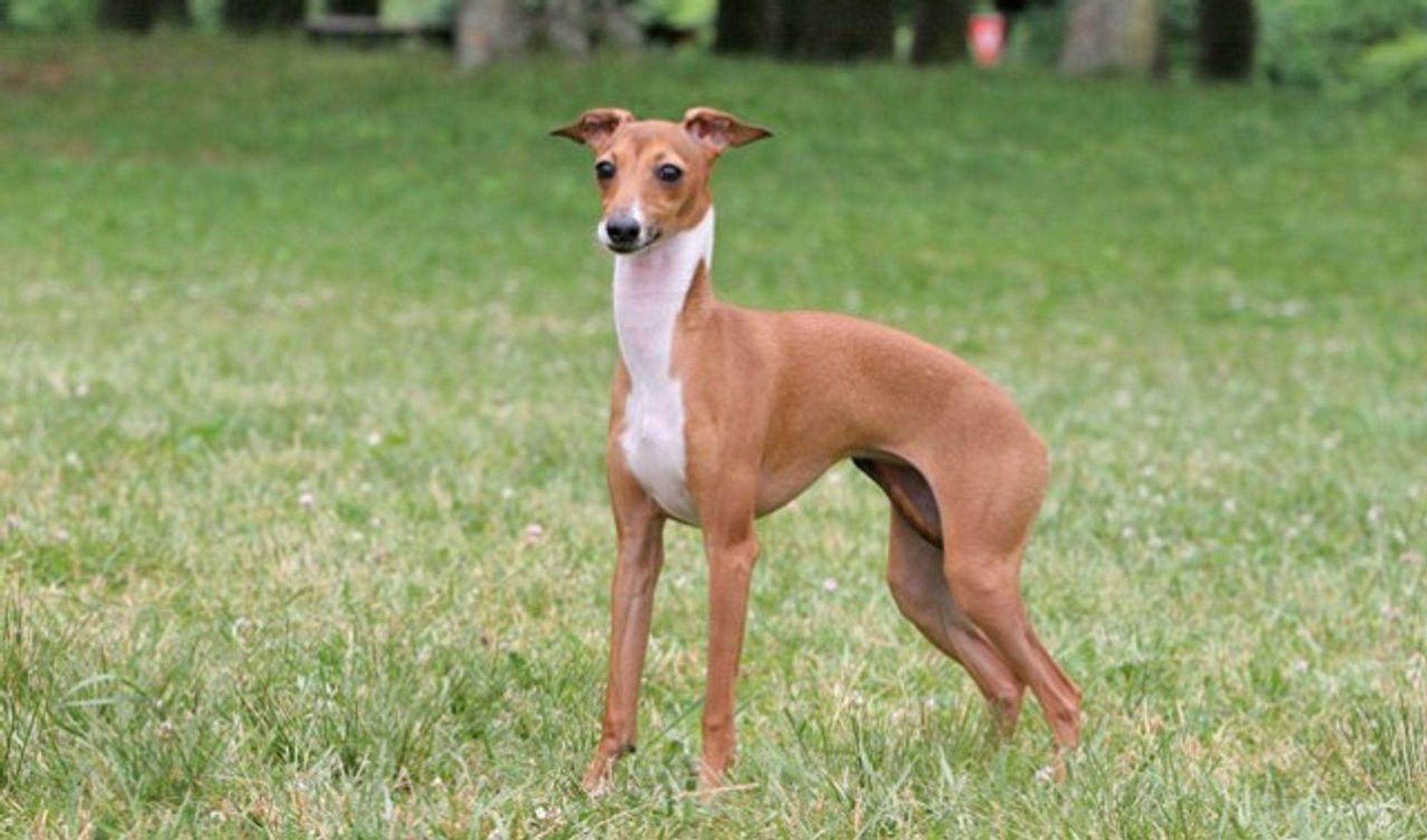 A tan and white Italian Greyhound dog stands in a grassy field. The dog is looking at the camera.  It has long legs and a slender body.