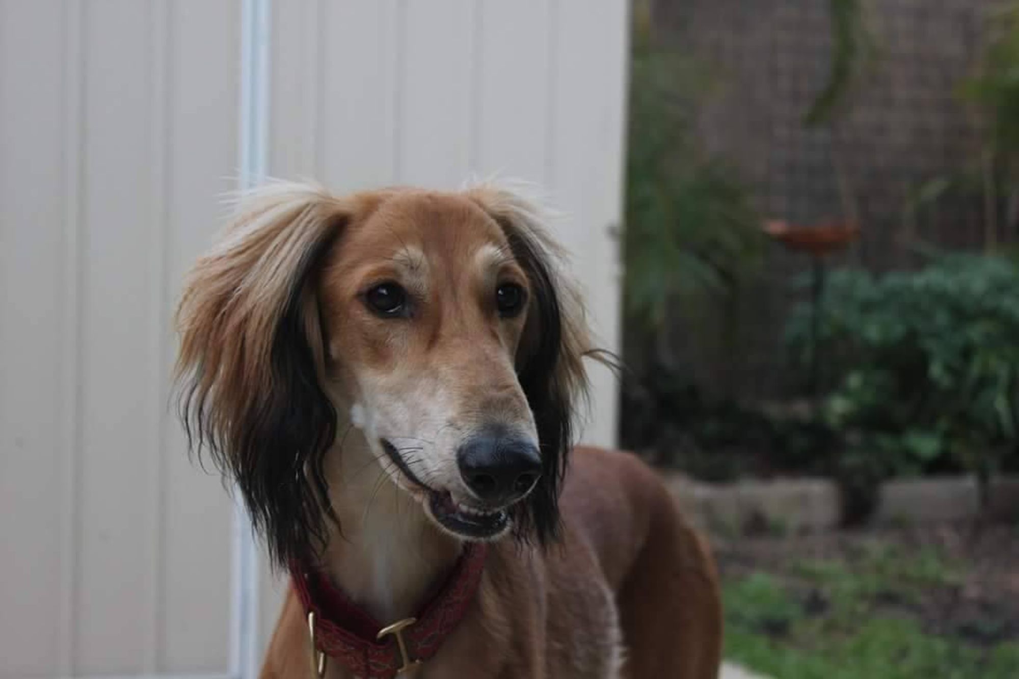 A tan and black dog with long, flowing hair is looking directly at the camera. The dog is wearing a red collar and is standing in front of a white wooden fence.  

#dog #dogsofinstagram #doggo #pupper #goldenretrievers #doglover #puppylove #cute #adorable #doglife #pet #petsofinstagram #animal #animals #instadog #instapuppy #instapet #dogwalking #walkies #bluesky