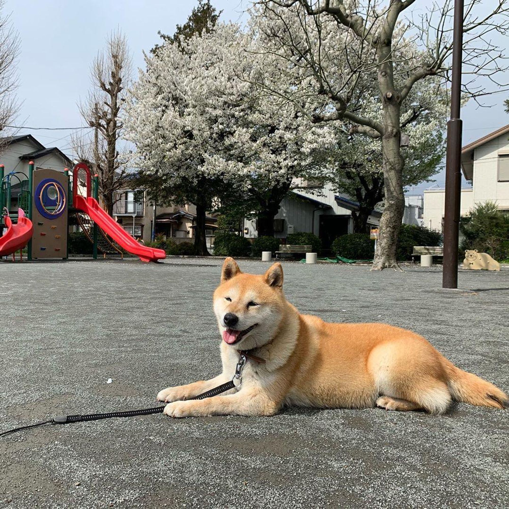 A Shiba Inu dog is laying on the ground in a park. The dog is smiling and has a leash attached to its collar. The dog is in front of a playground with a red slide, and a tree with white flowers. The ground is covered in pebbles.