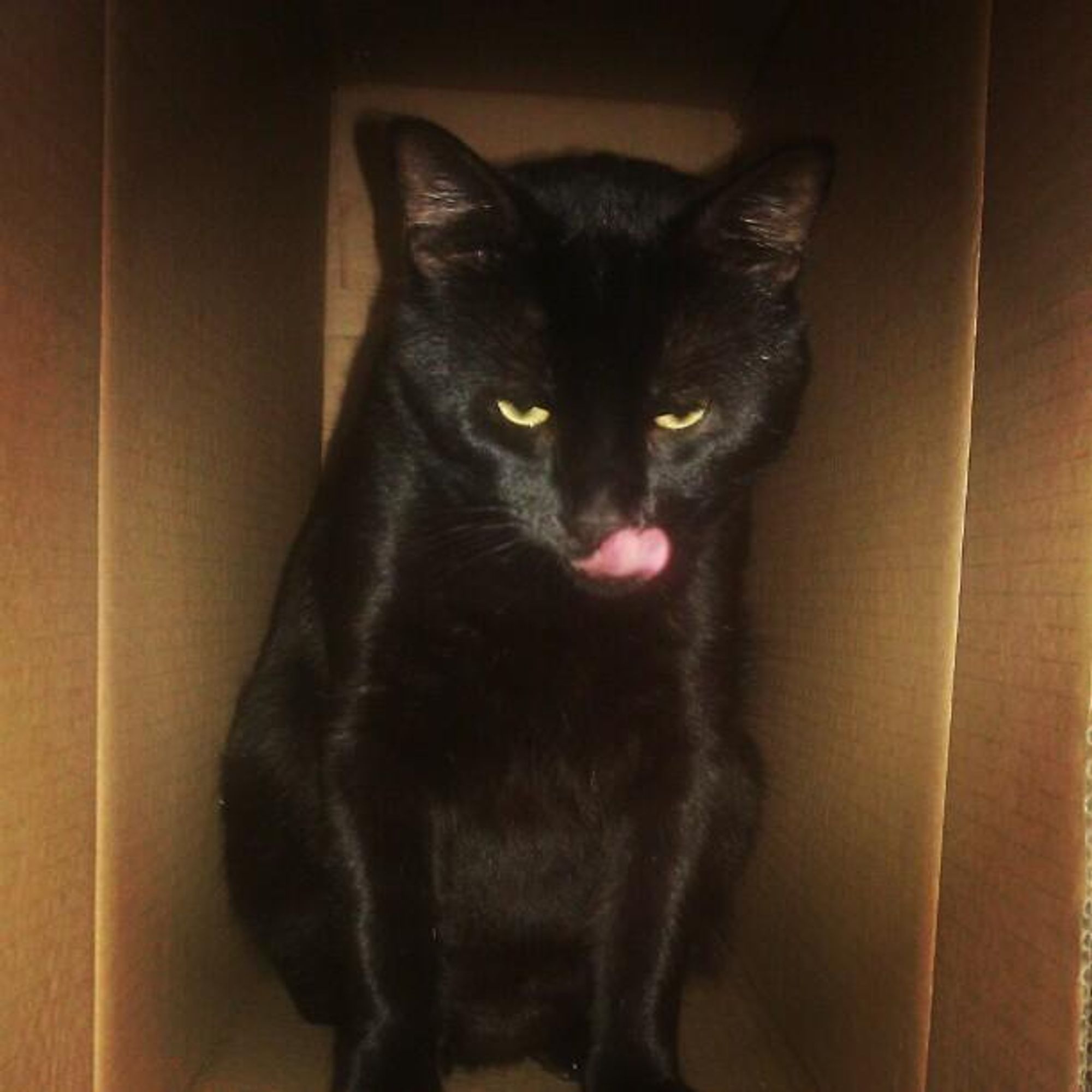 A black cat with green eyes sits in a cardboard box with their tongue sticking out. The cat is looking to the side of the image. The box is brown.