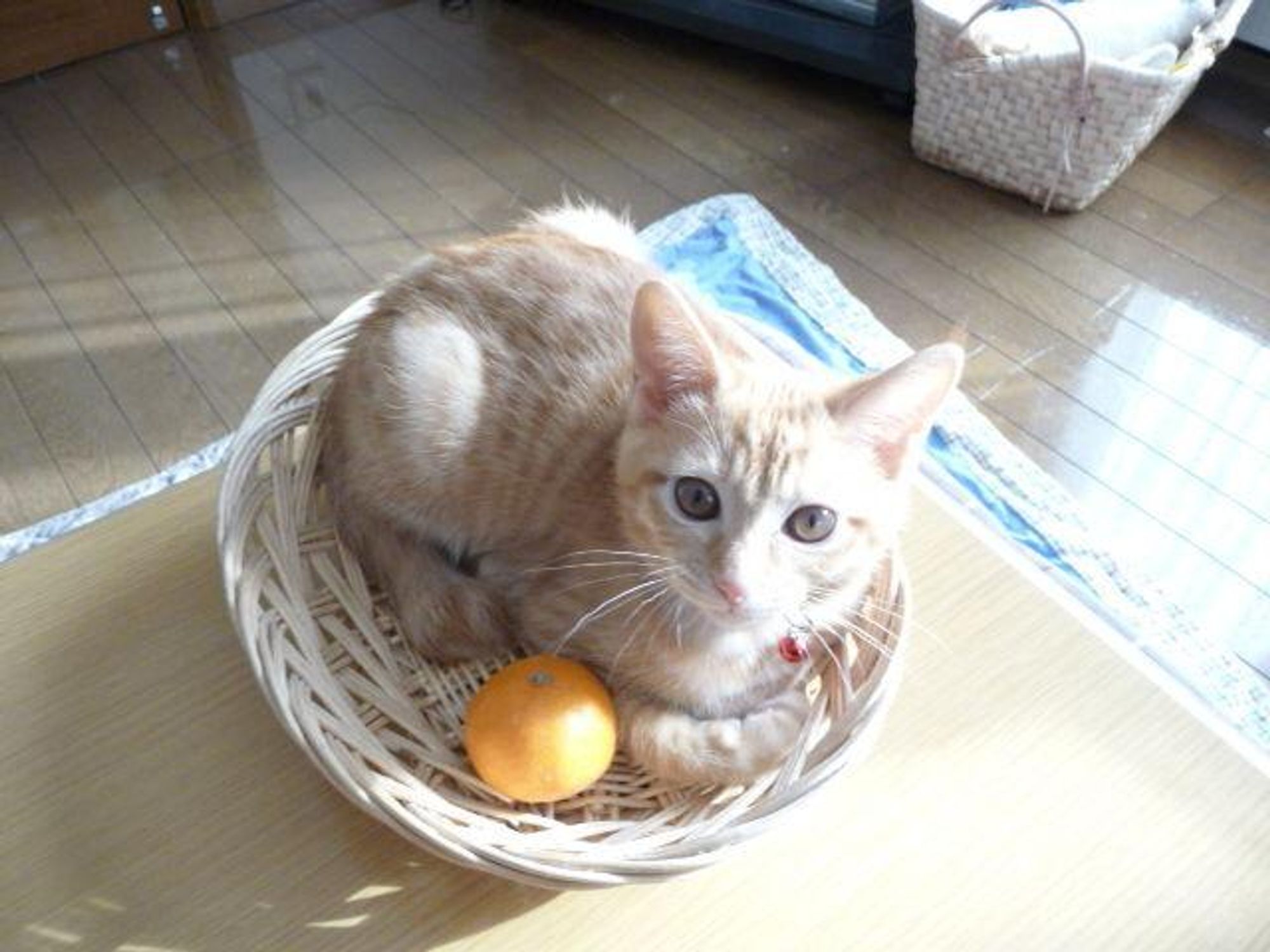 A ginger cat with white paws is nestled in a woven basket with a small orange next to it. The cat is looking directly at the camera.  The cat is sitting on a table with a blue and white rug in the background.