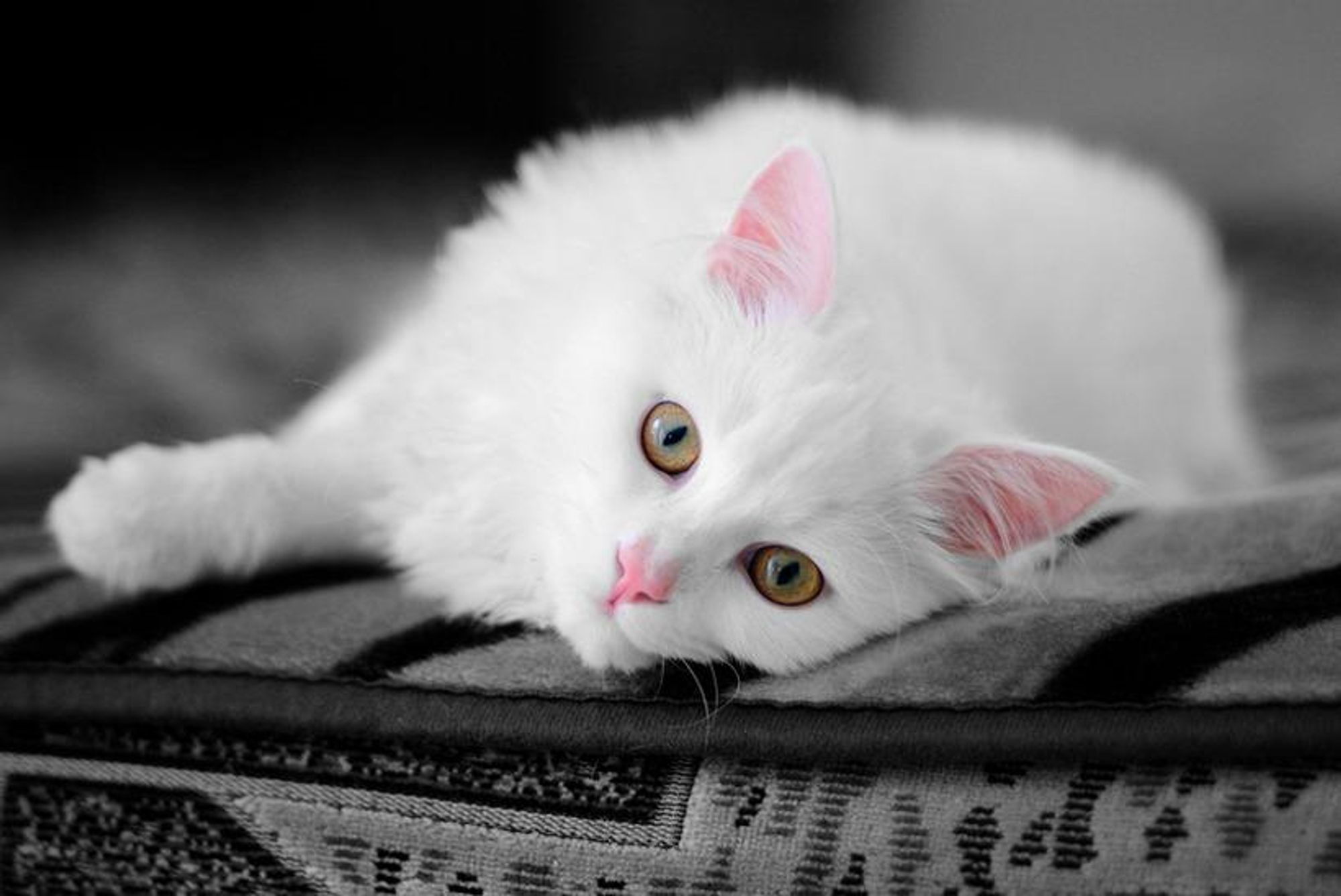 A white cat with pink ears and bright yellow eyes lies on a black and white patterned fabric. The cat is looking to the side, its body is stretched out, and its tail is curled around its back.