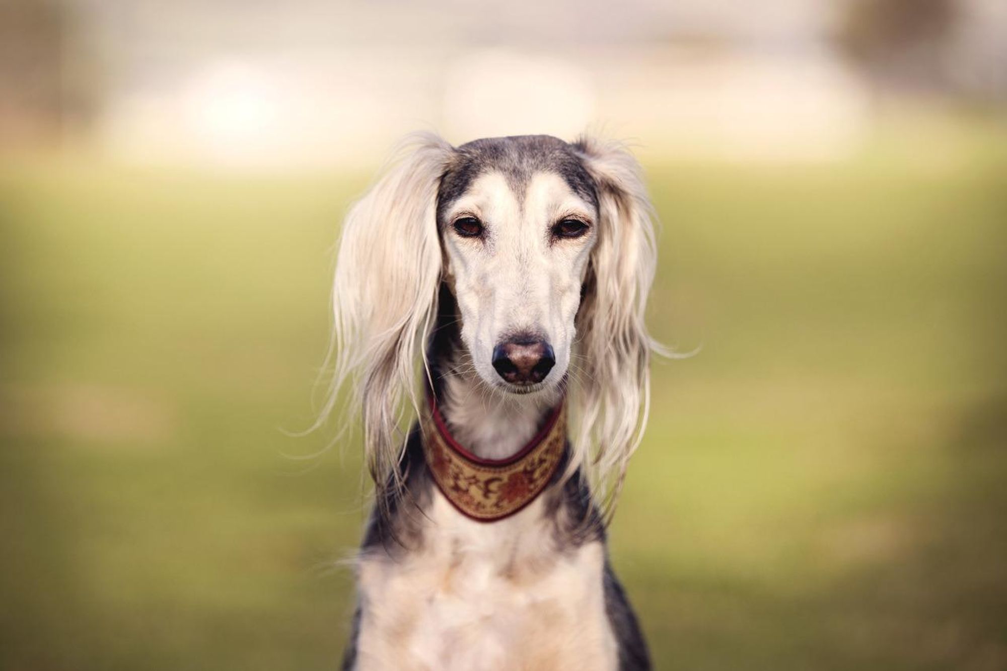 A close-up photo of a dog looking at the camera with a serious expression. The dog has long silky white and gray hair. They are wearing a red and gold collar. The background is blurred and green.