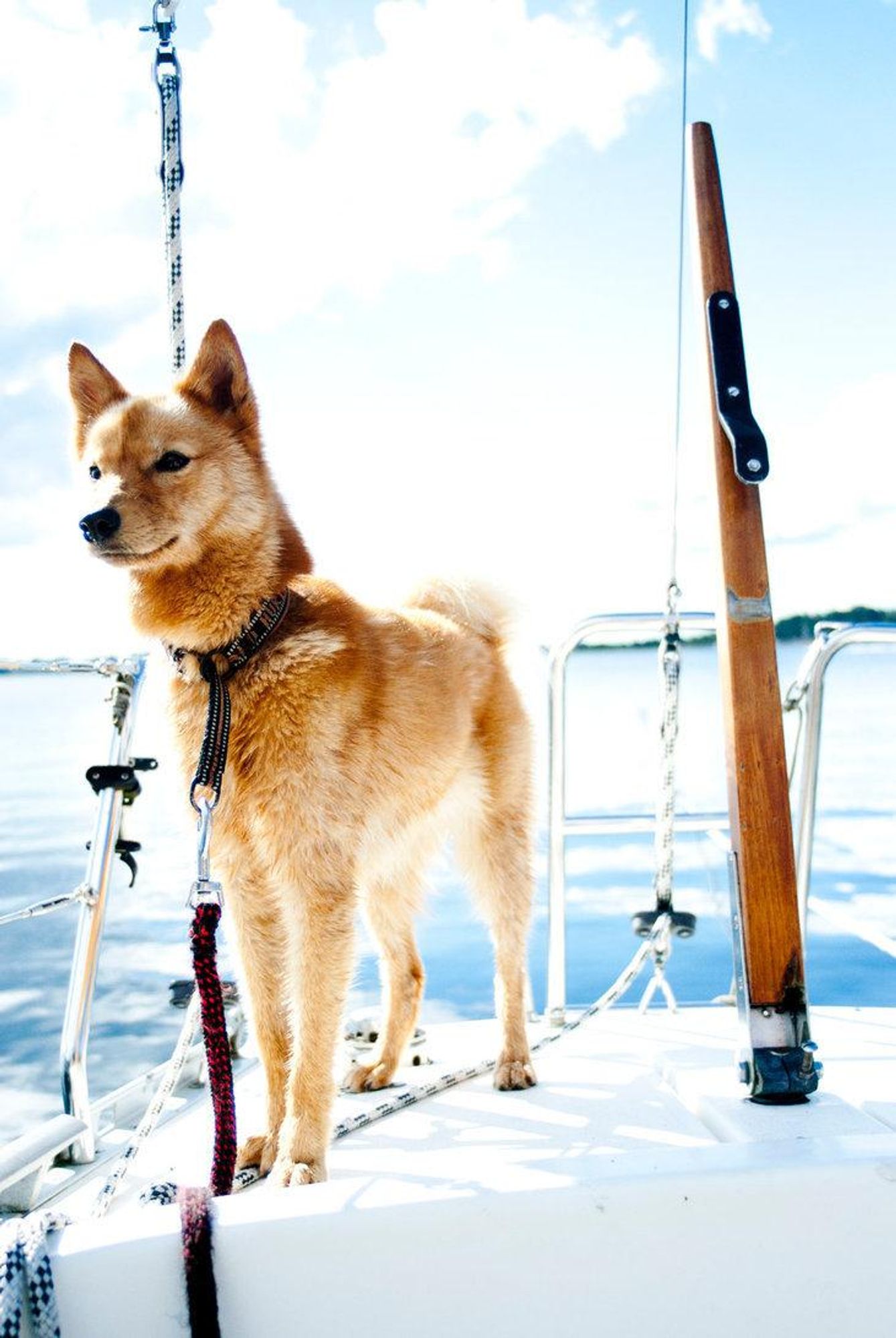 A fluffy orange and white dog with a red leash stands on a white boat deck with a bright blue ocean in the background. The dog's tongue is hanging out as it looks toward the left of the image.