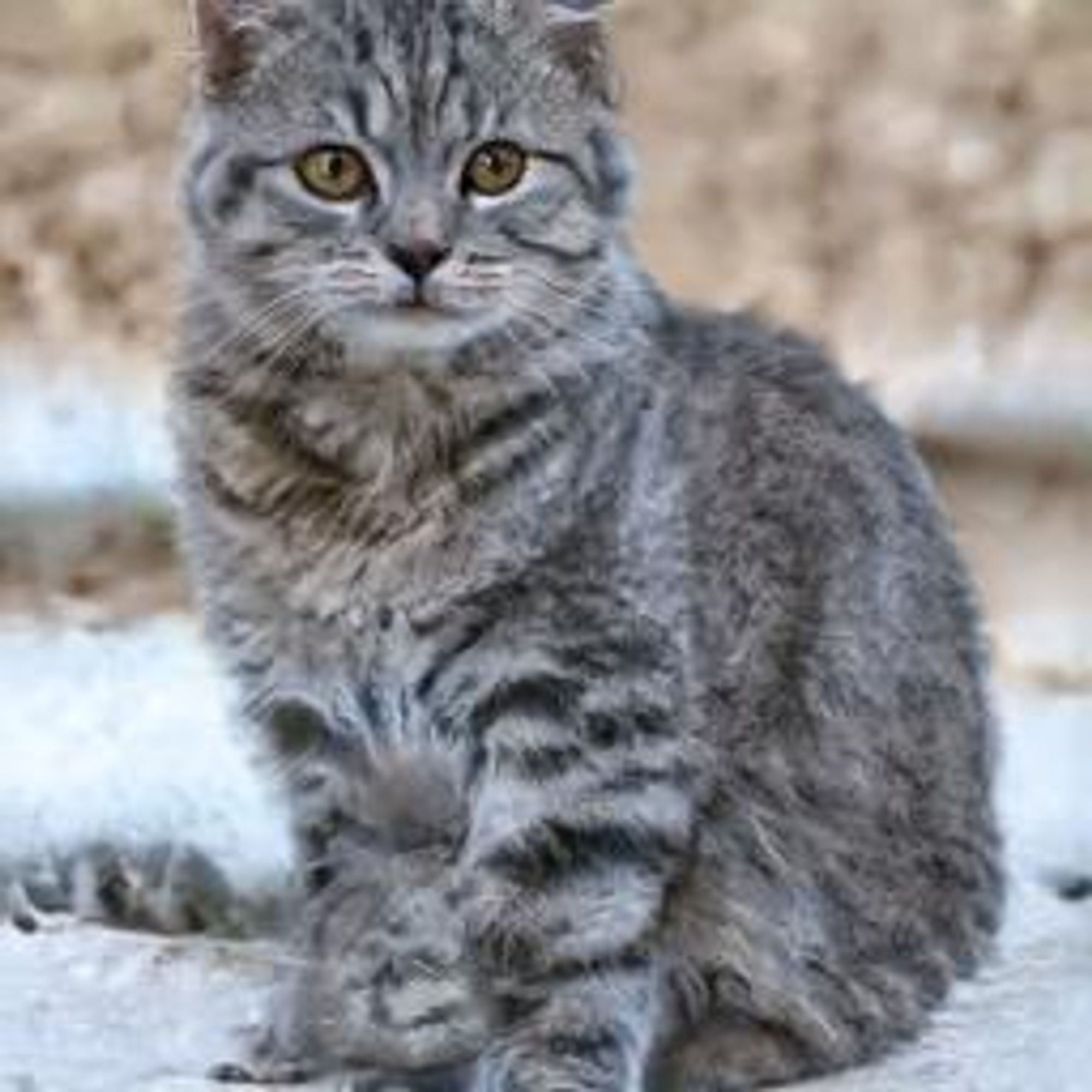 A gray tabby cat with yellow eyes sits on a concrete surface. The cat is looking directly at the viewer and has a fluffy, slightly fuzzy coat. The background is blurry and out of focus, making the cat the focal point of the image.