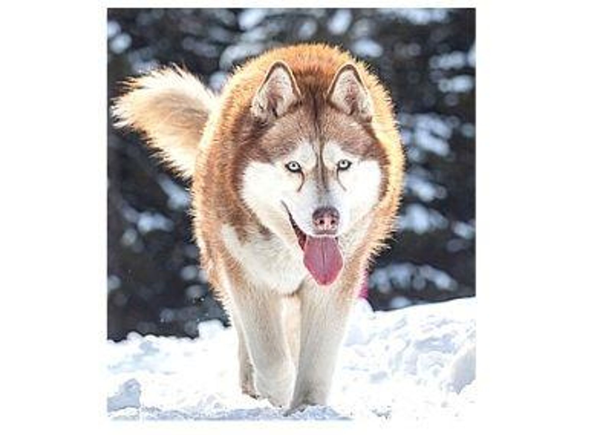 A husky dog with a reddish-brown coat and white markings walks through a snowy landscape. Its tongue is hanging out, and it looks happy.