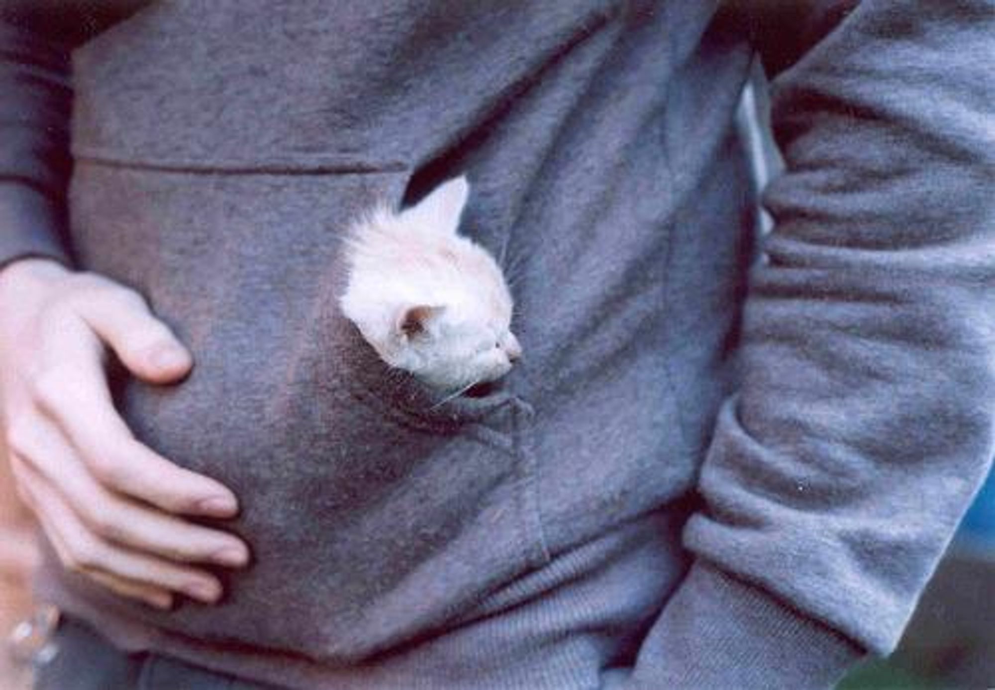 A person wearing a grey hoodie with a small white kitten peeking out of the front pocket. The person's arm is wrapped around their stomach, and the kitten is looking out with its head tilted.