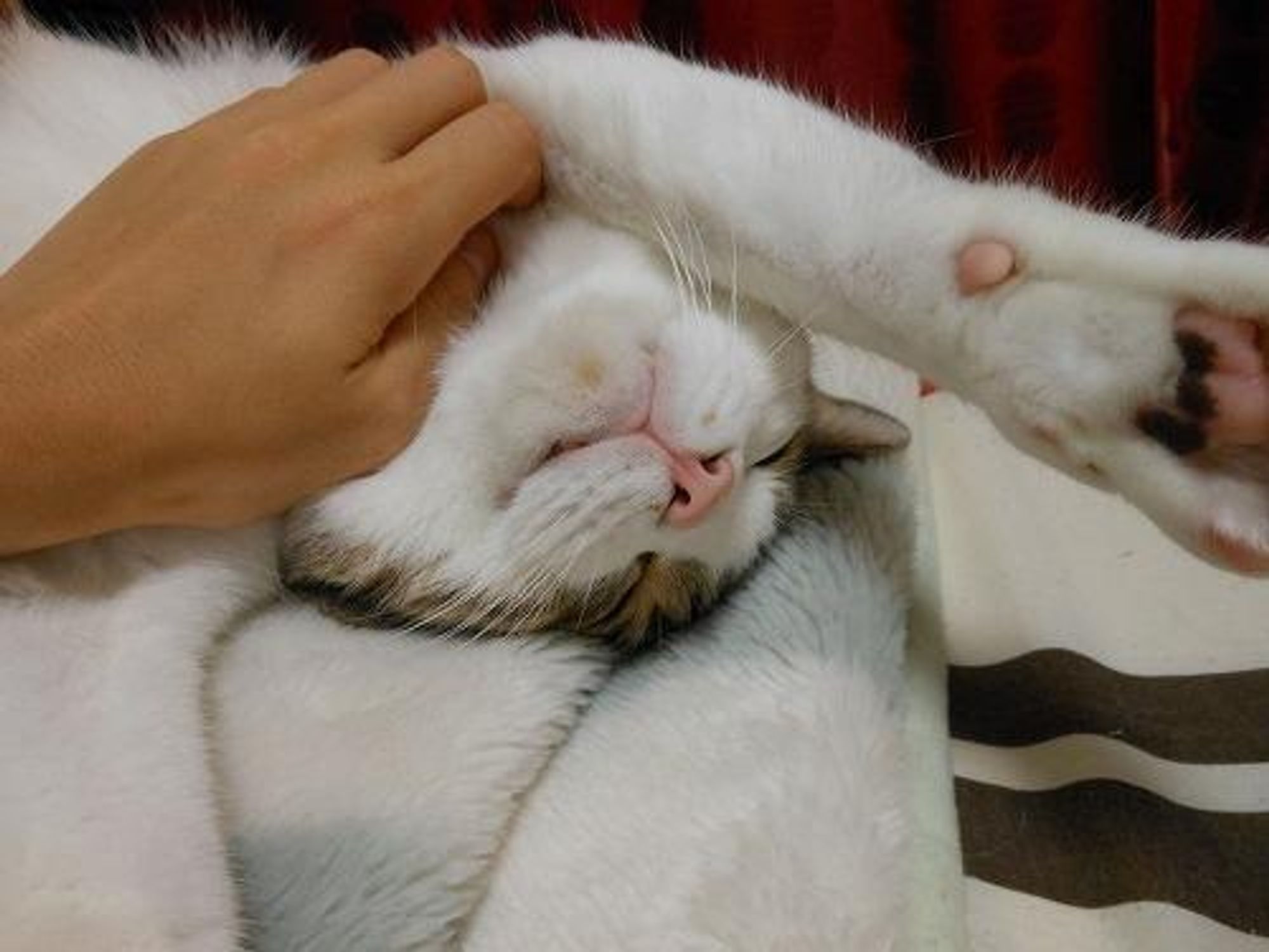 A white and gray tabby cat is laying on its back with its paws in the air.  A hand is gently resting on the cat's belly. The cat is napping peacefully.  The cat is laying on a white and brown patterned blanket.