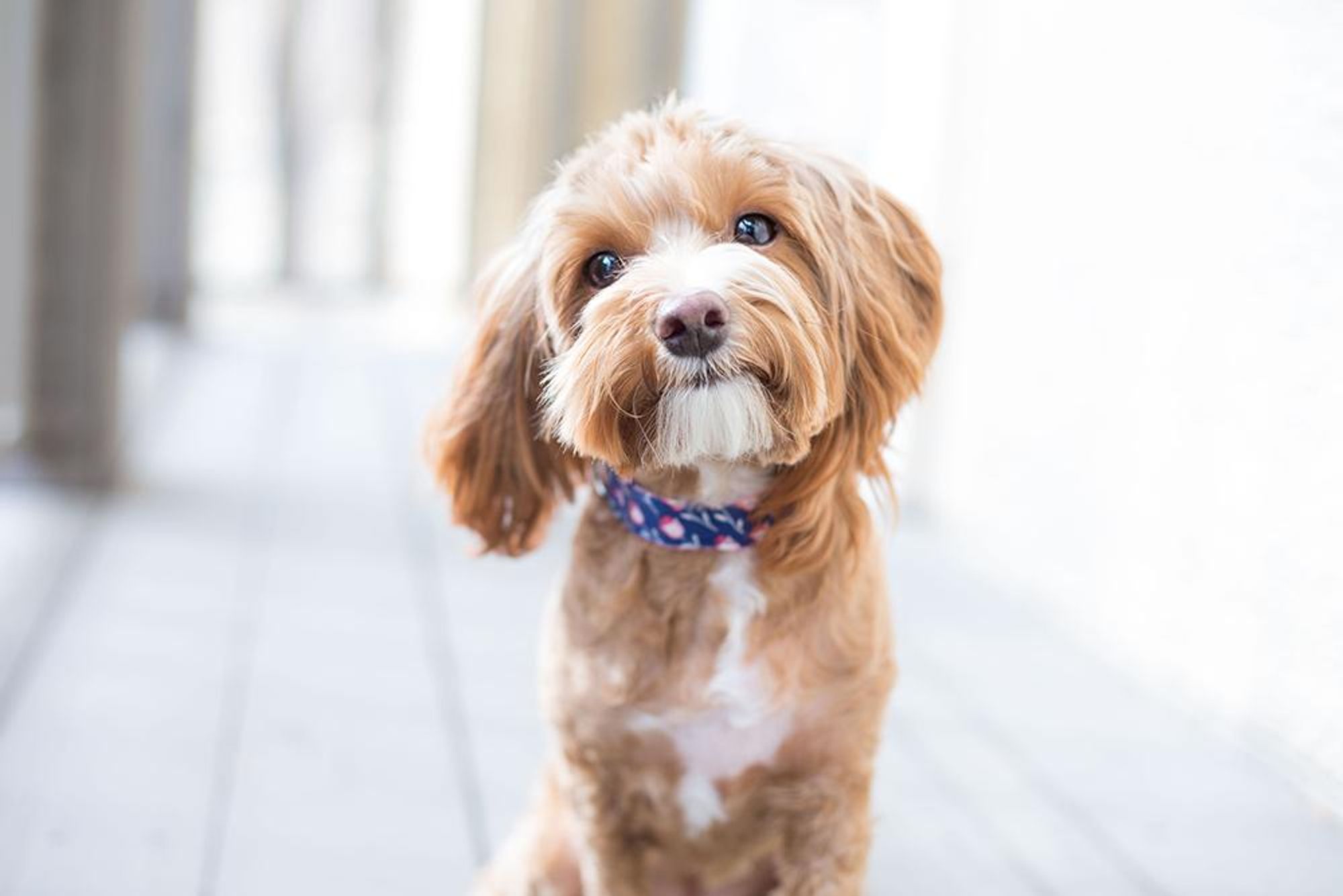 A small, light brown dog with a white patch on its chest is sitting on a wooden floor. The dog is looking directly at the camera with its head tilted to the side. The dog is wearing a blue and white patterned collar. The dog's fur is fluffy and curly. The background is out of focus, with a white wall behind the dog.

#dog #puppy #cute #adorable #pet #animals #dogsofinstagram #doglover #dogs #doglife #furryfriend #doggo #instadog #petstagram #dogsitting #dogwalking #doggrooming #dogtraining