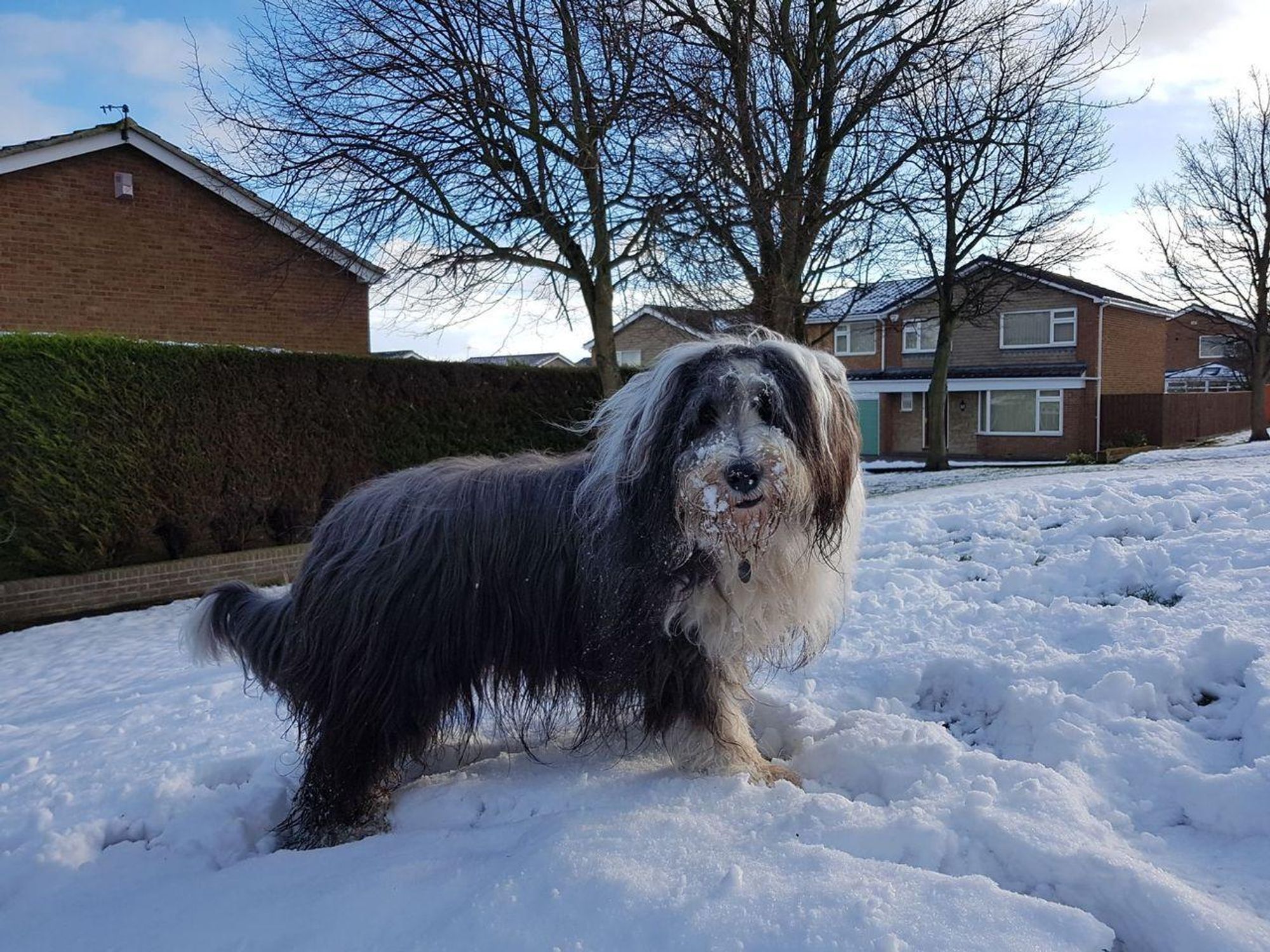 A Bearded Collie stands in the snow with snow on its face. It is looking at the camera with a serious expression. The dog is in a suburban yard with trees and houses in the background.