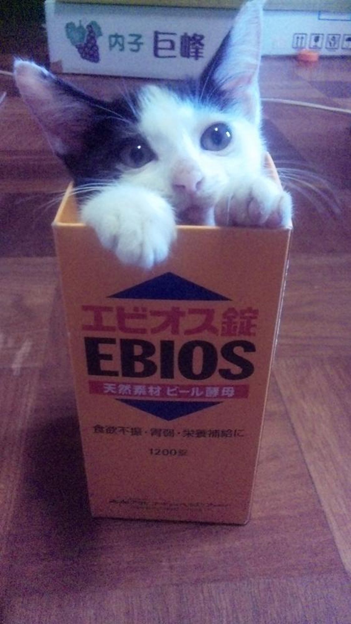 A black and white cat with big blue eyes sits in a box, with its front paws resting on the top of the box. The box is orange and has Japanese writing on it. The cat's whiskers are sticking out on either side of the box and it looks like the cat is peering over the top edge of the box.