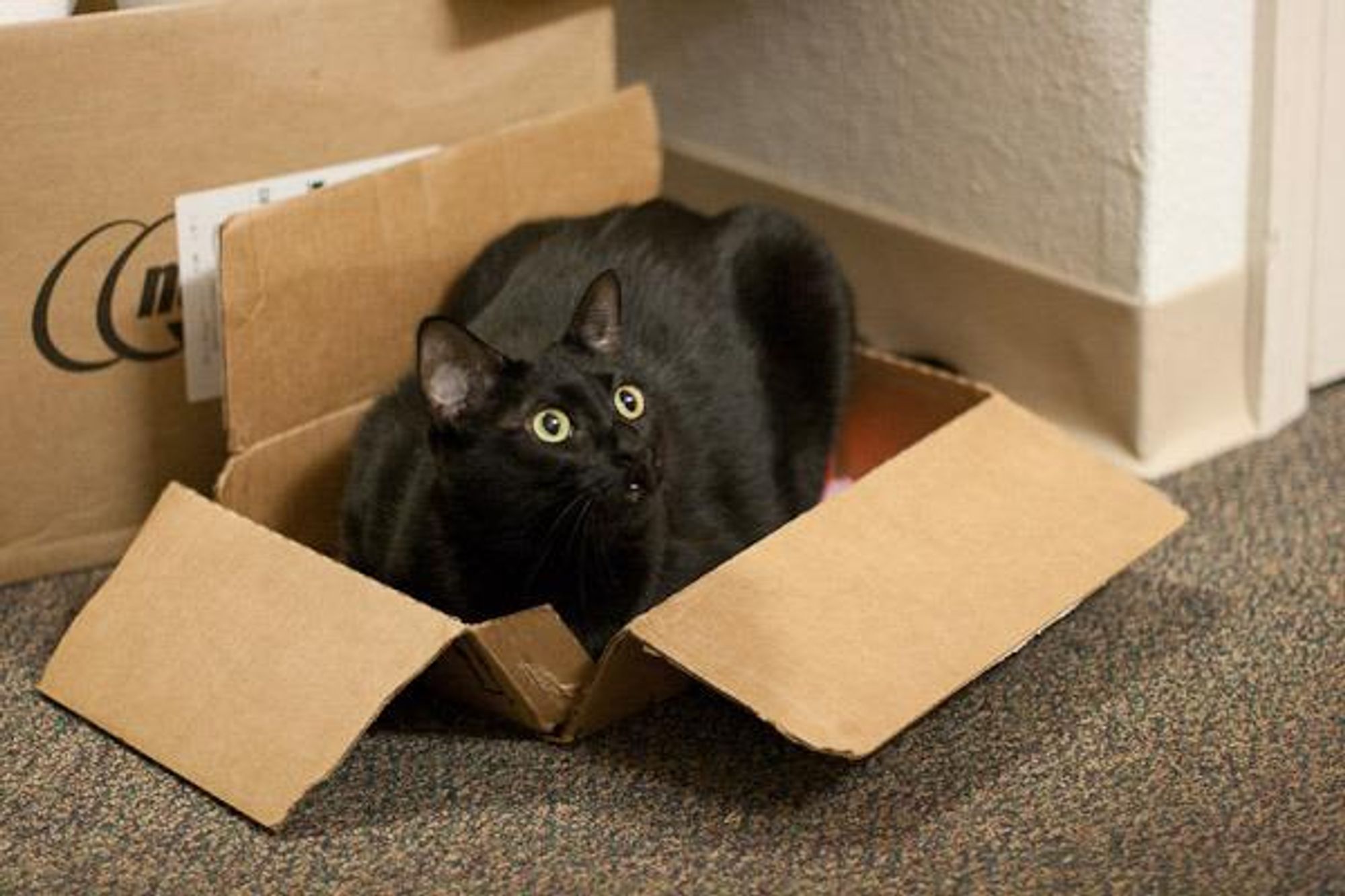 A black cat sits inside of a cardboard box. The box is partially open and the cat is looking directly at the camera. The cat's eyes are wide open and it has a smug look on its face.