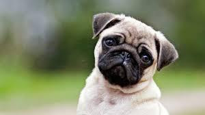 A fawn pug with large, dark eyes and a wrinkled face is looking directly at the camera, tilting its head to the side. The pug appears to be sitting on a grassy surface. The background is blurry and green.