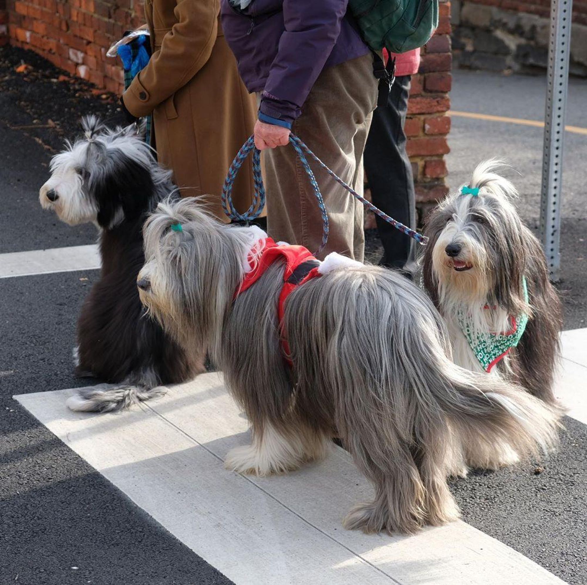 Three dogs, two bearded collies, are walking in a crosswalk, one with a green bandana and the other with a red vest. The dogs are looking forward. The third dog is a black and white bearded collie.