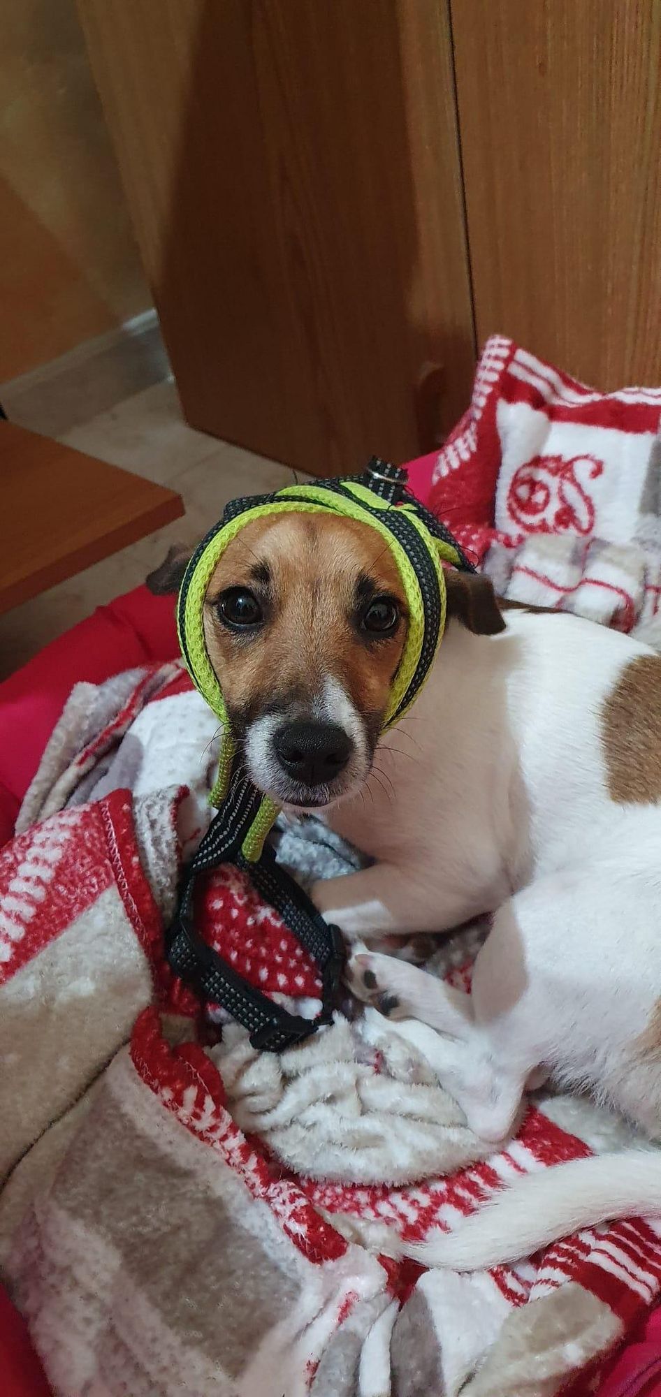 A small, white and brown dog with a green and black leash wrapped around its head is laying in a red and white blanket. The dog is looking directly at the camera.