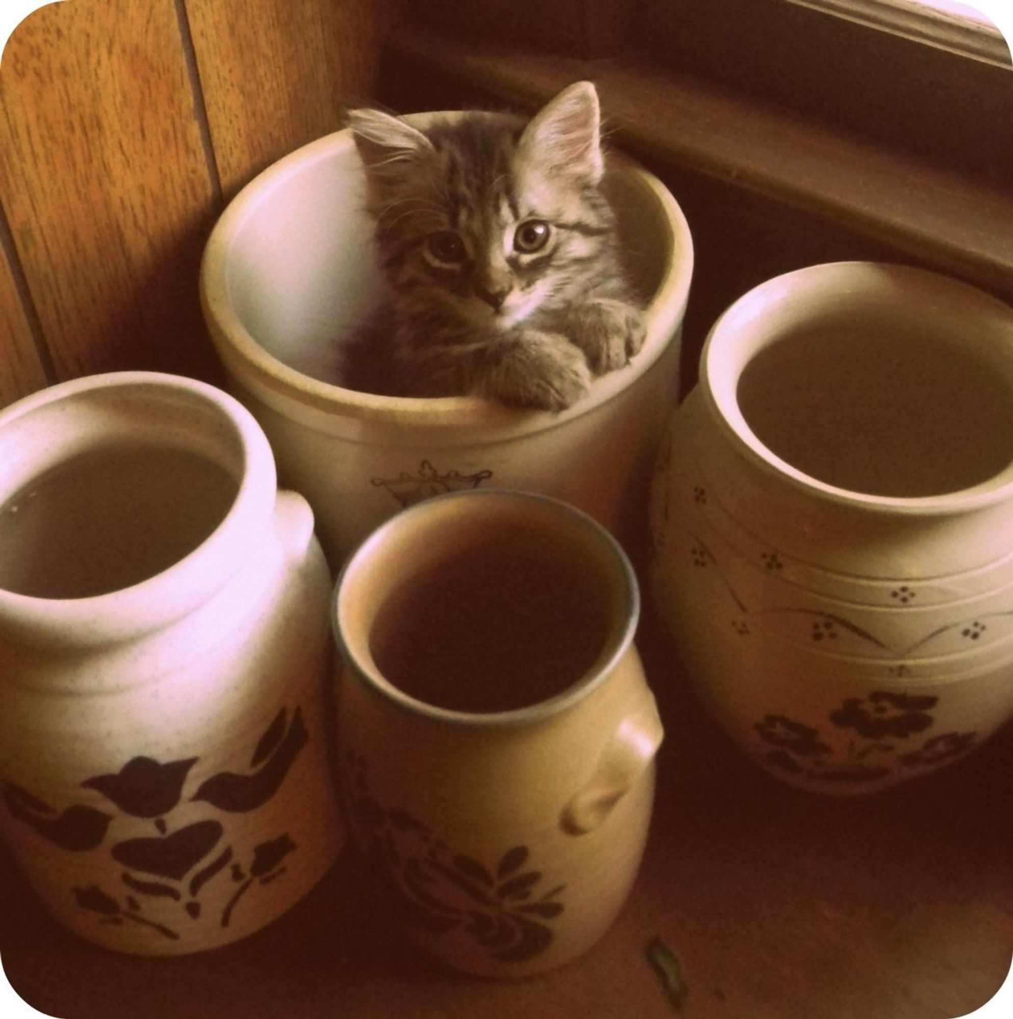 A brown tabby cat sits inside a ceramic pot with a brown and white painted design. There are two more pots beside the one with the cat, all of which are partially visible. The pots are on a wooden surface and the cat is looking directly at the camera.