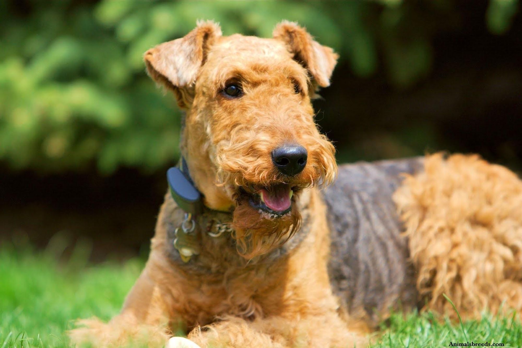 A brown and black Airedale Terrier lies on the grass, looking directly at the camera. The dog has a friendly expression, tongue slightly sticking out, and is wearing a collar with a tag. Green grass surrounds the dog. The dog is in focus and the background is blurry.