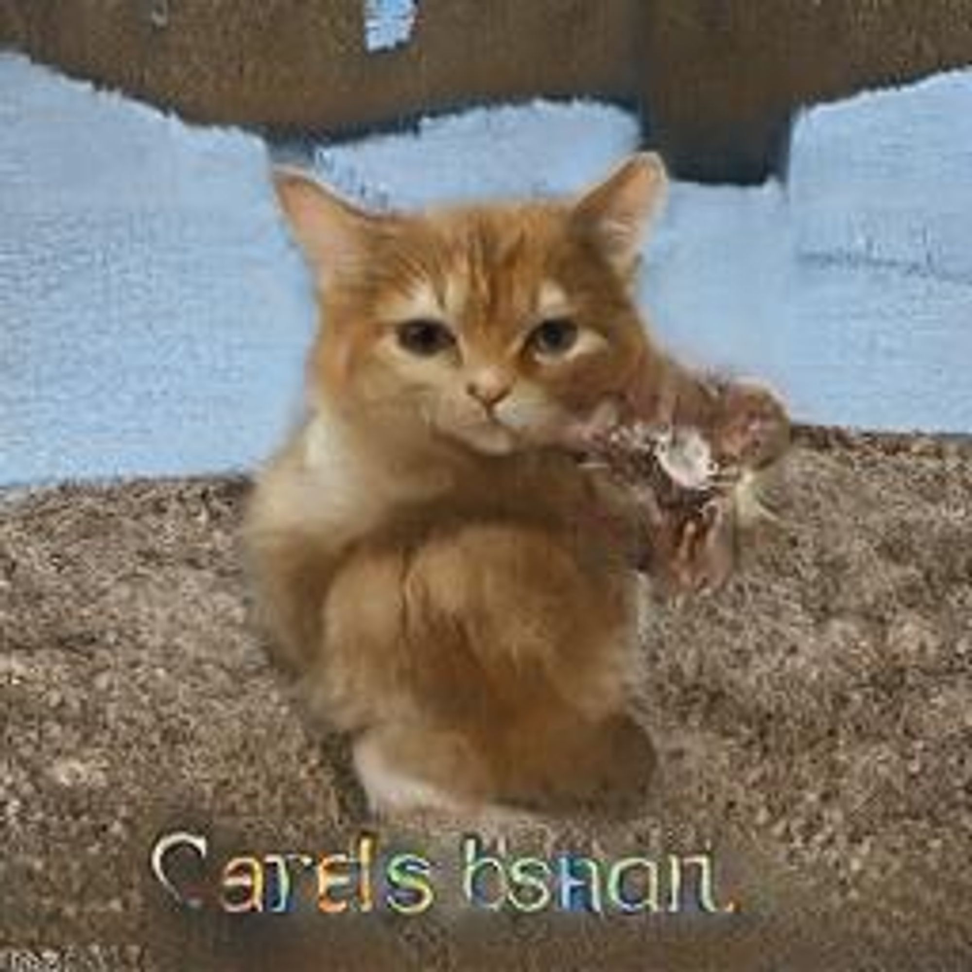 A digital rendering of a ginger and white cat sitting on a sandy surface. The cat has a slightly startled expression and is holding a toy in its paws.  The image is captioned with "carels bshan."